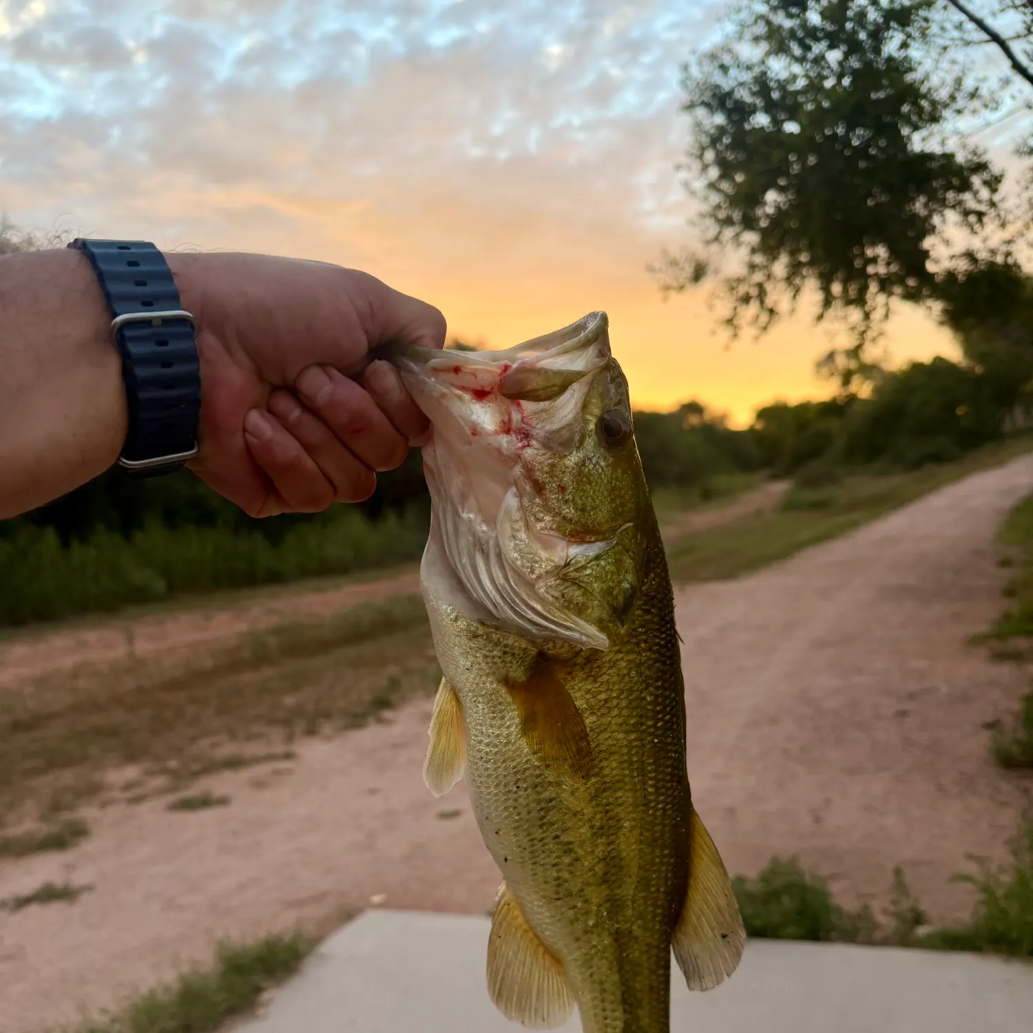 catch