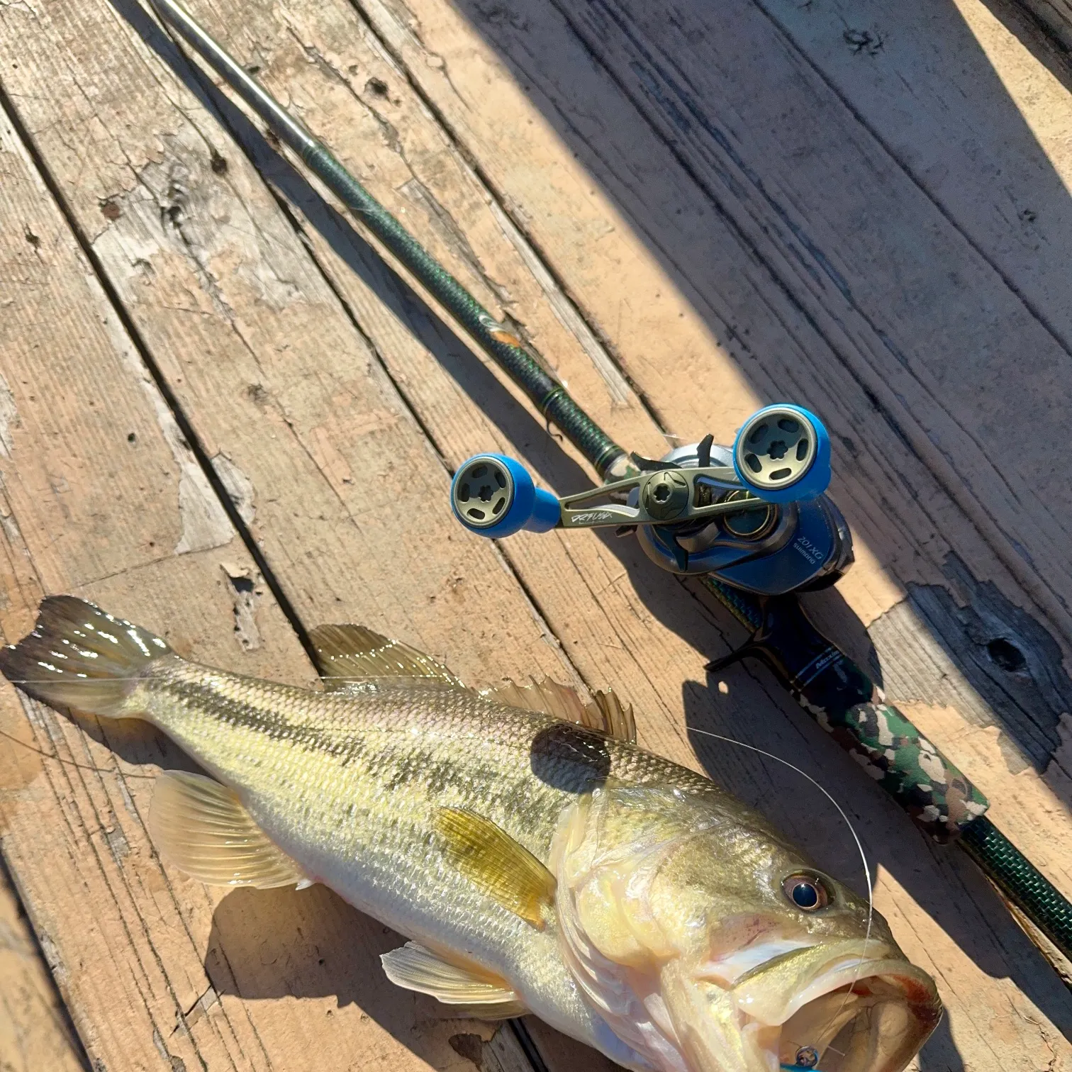 The most recent Largemouth bass catches on Fishbrain