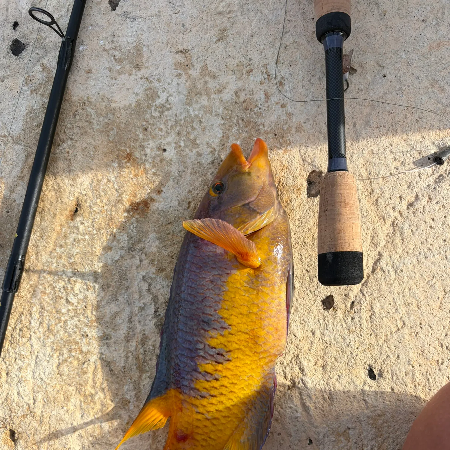 The most recent Spanish hogfish catches on Fishbrain
