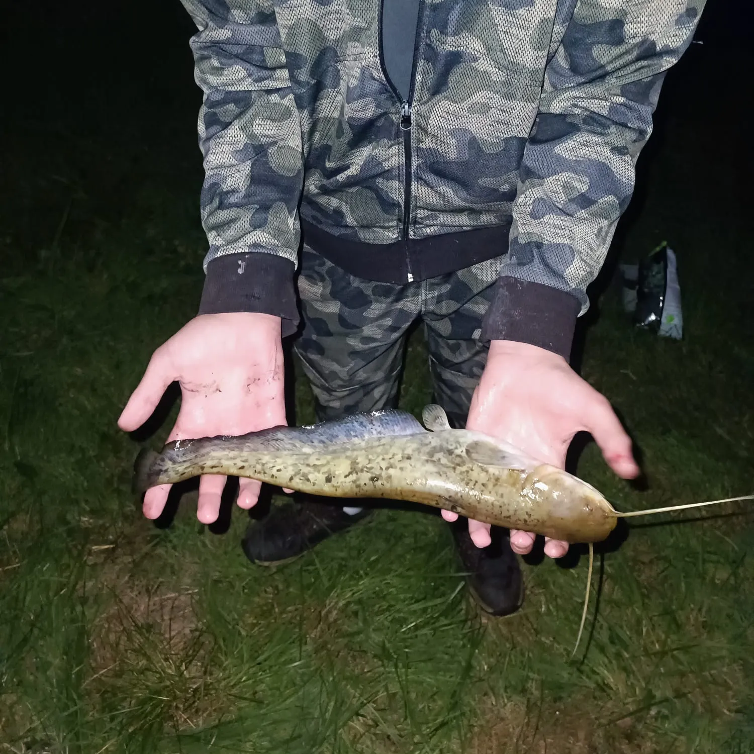 Wels catfish caught on Fishbrain