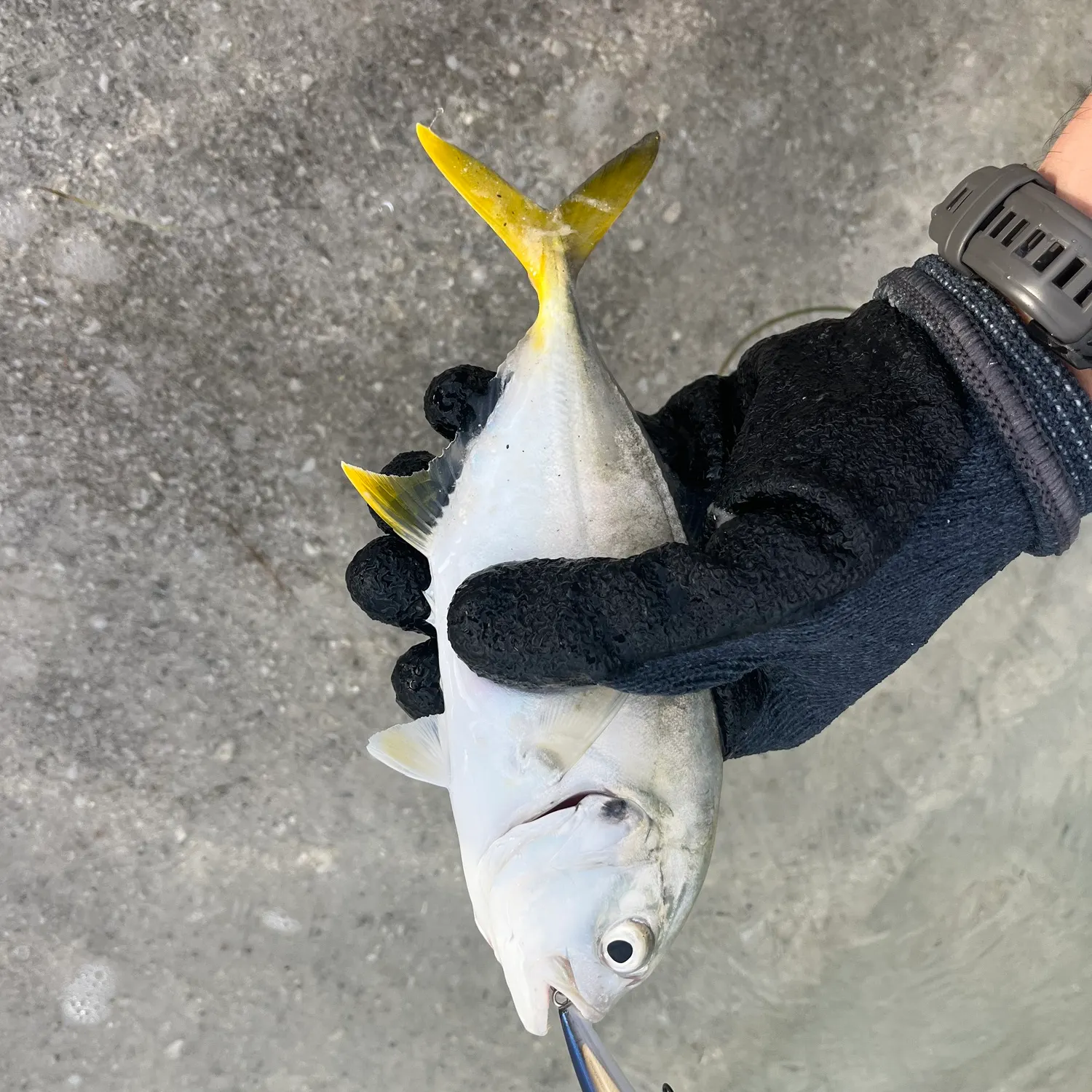 Crevalle jack caught on Fishbrain