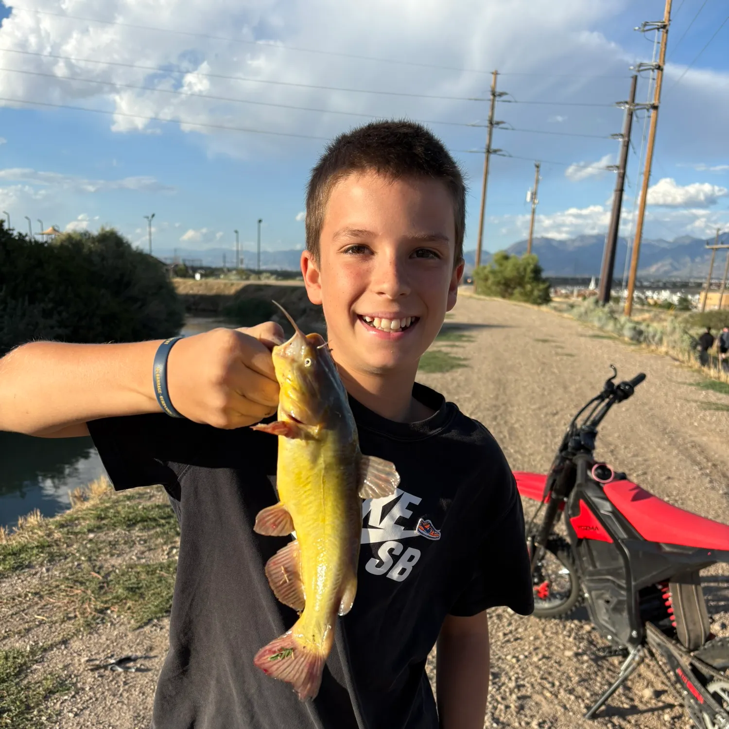 Yellow bullhead caught on Fishbrain