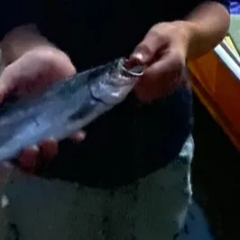 Rainbow trout caught on Fishbrain