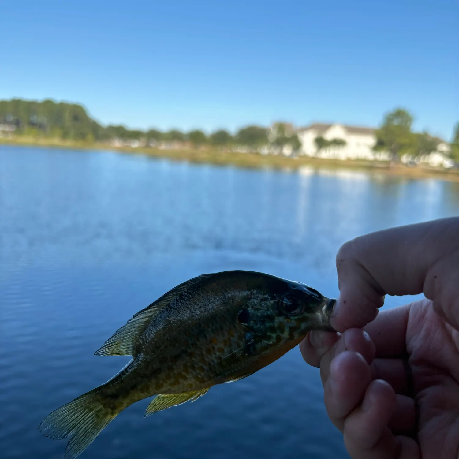 Redear sunfish caught on Fishbrain