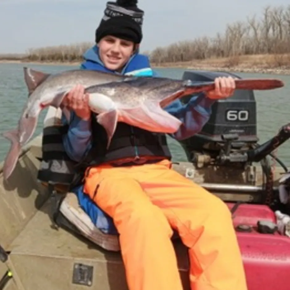 Paddlefish caught on Fishbrain