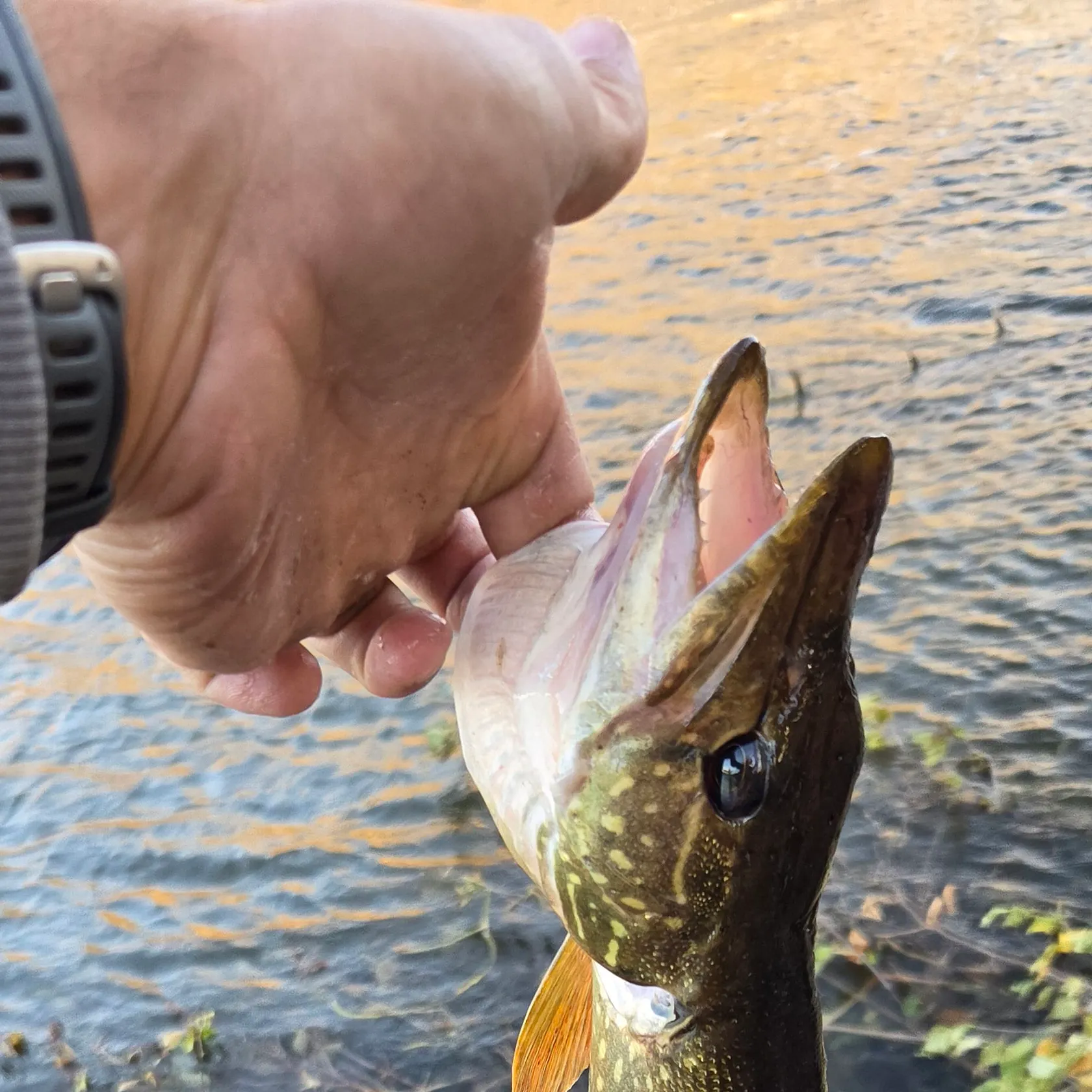Northern pike caught on Fishbrain
