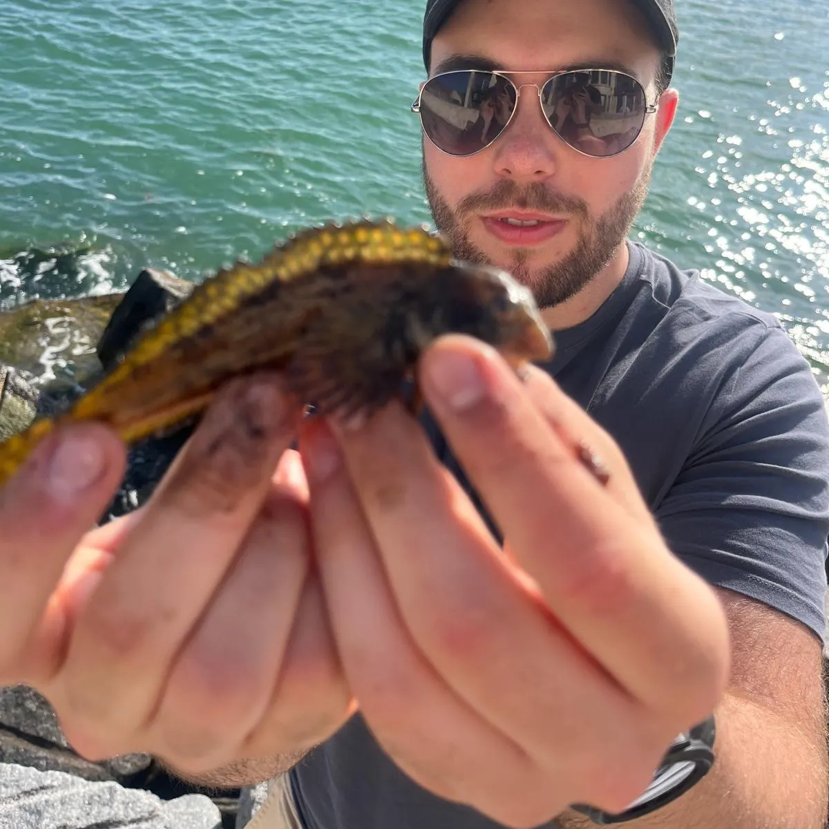 The most recent Shanny catches on Fishbrain