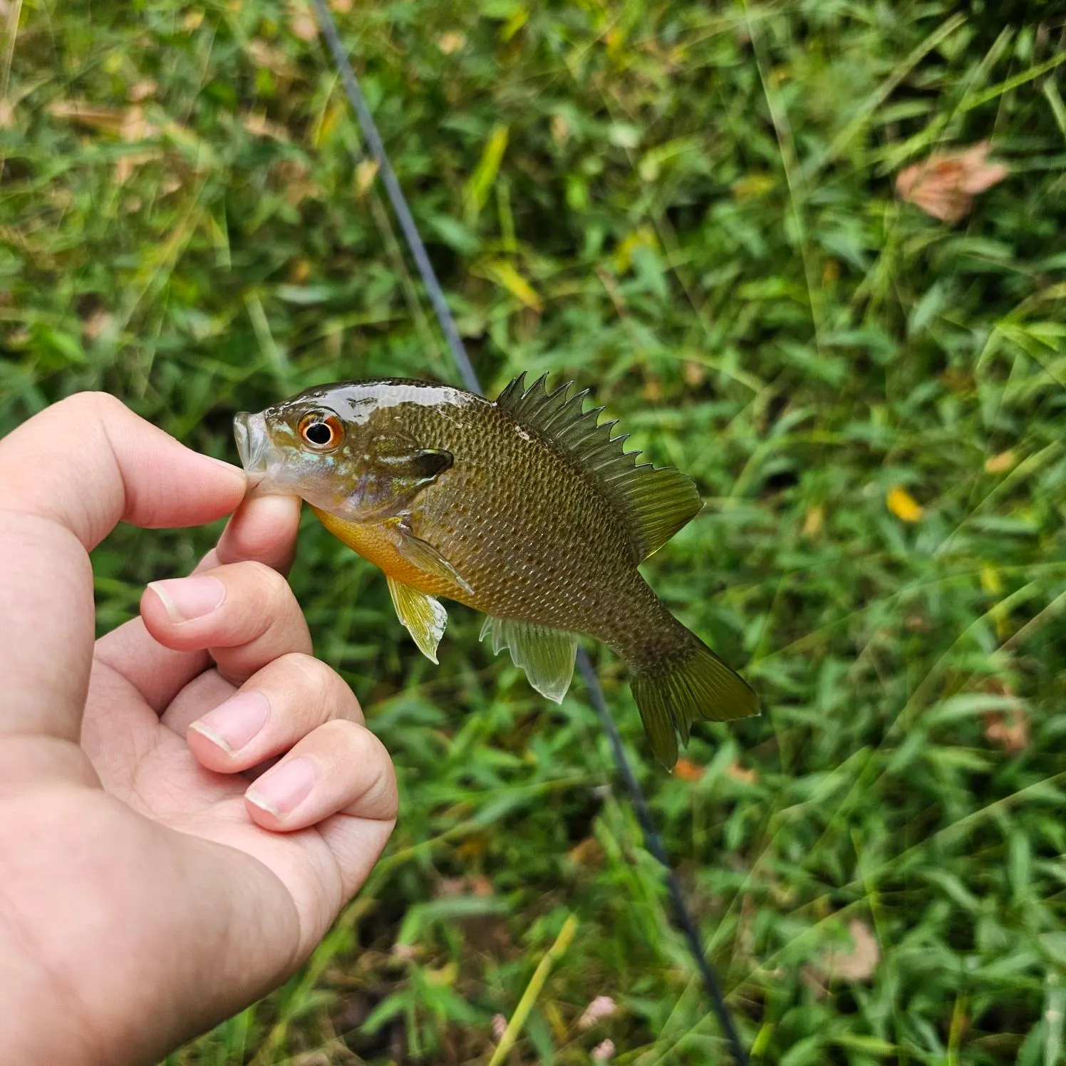 Redbreast sunfish caught on Fishbrain