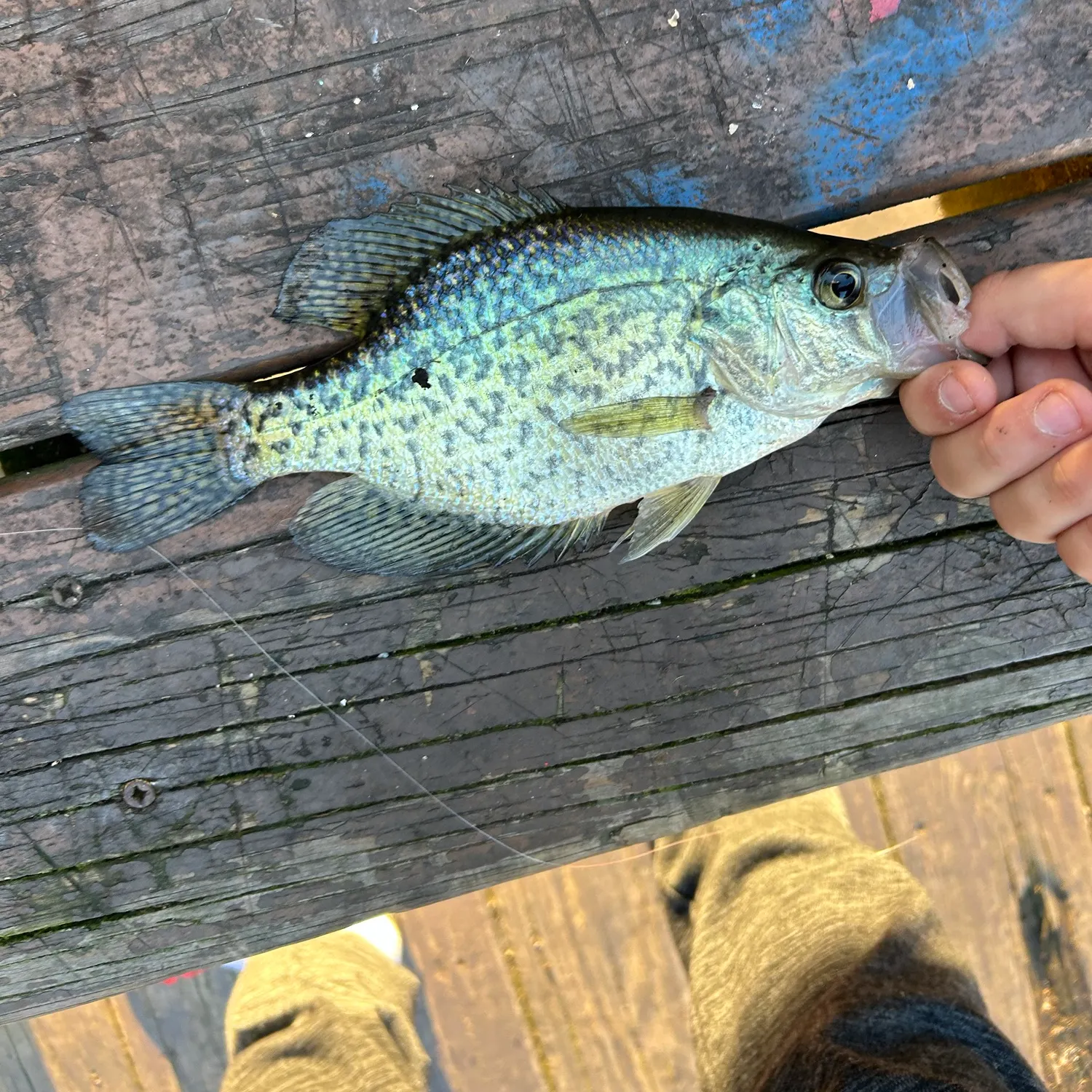 Black crappie caught on Fishbrain