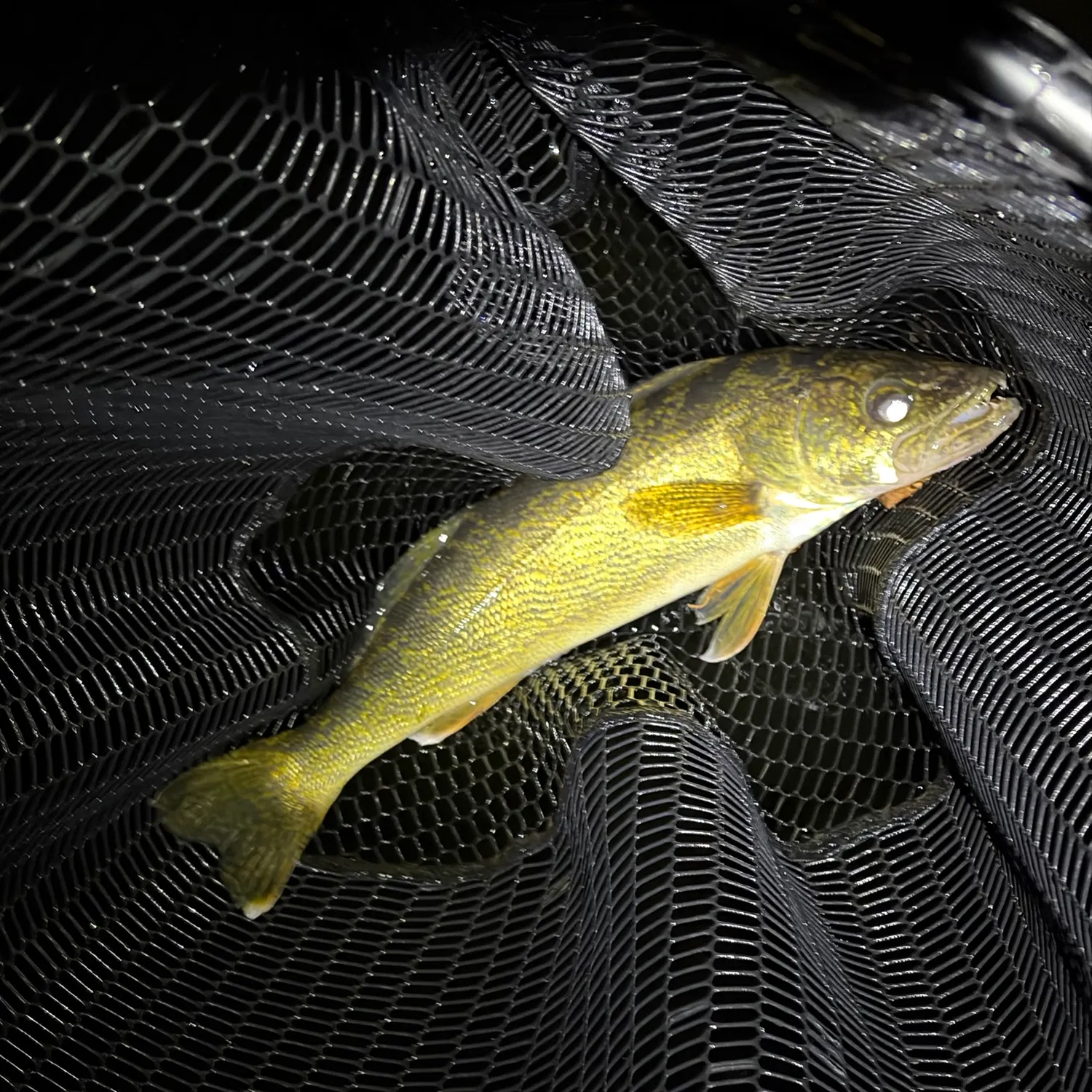 Walleye caught on Fishbrain