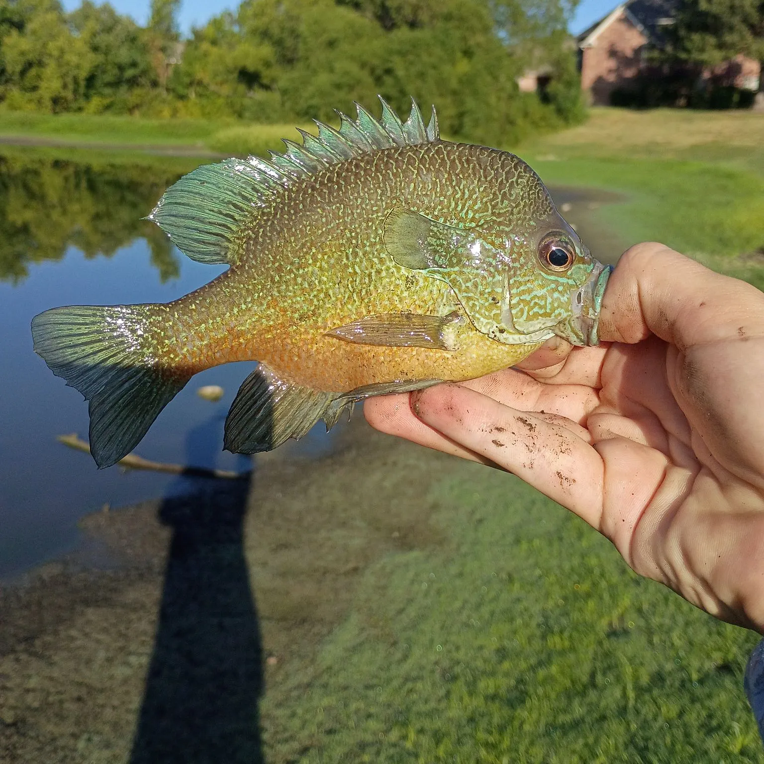 Longear sunfish caught on Fishbrain