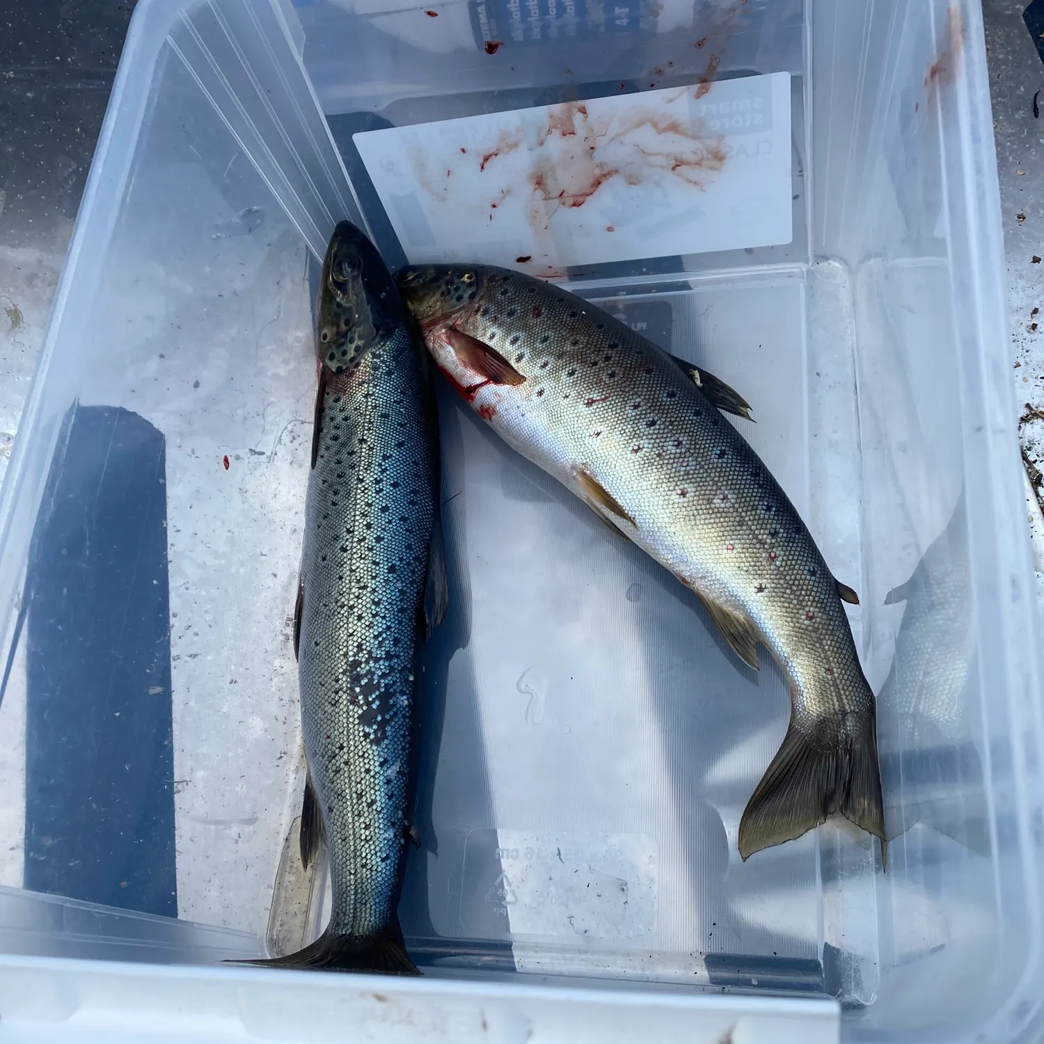 recently logged catches