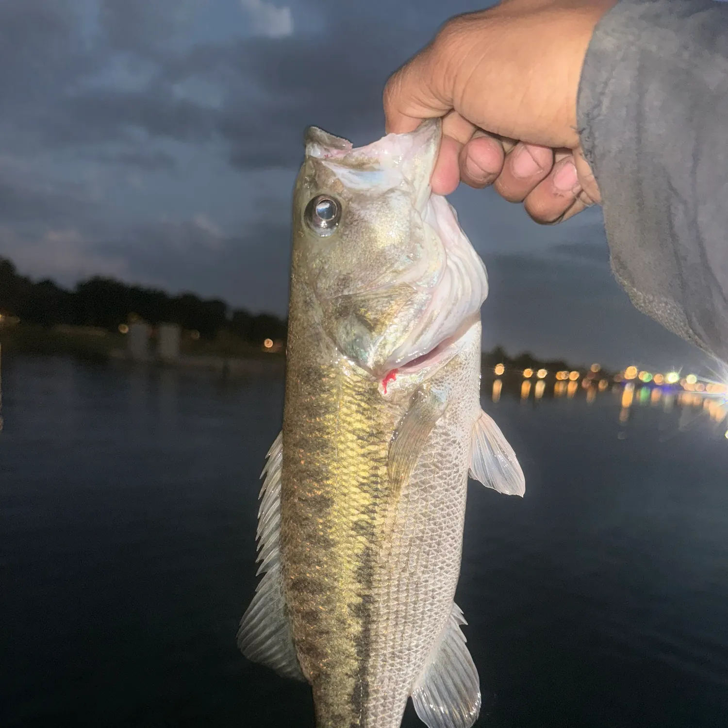 Spotted bass caught on Fishbrain