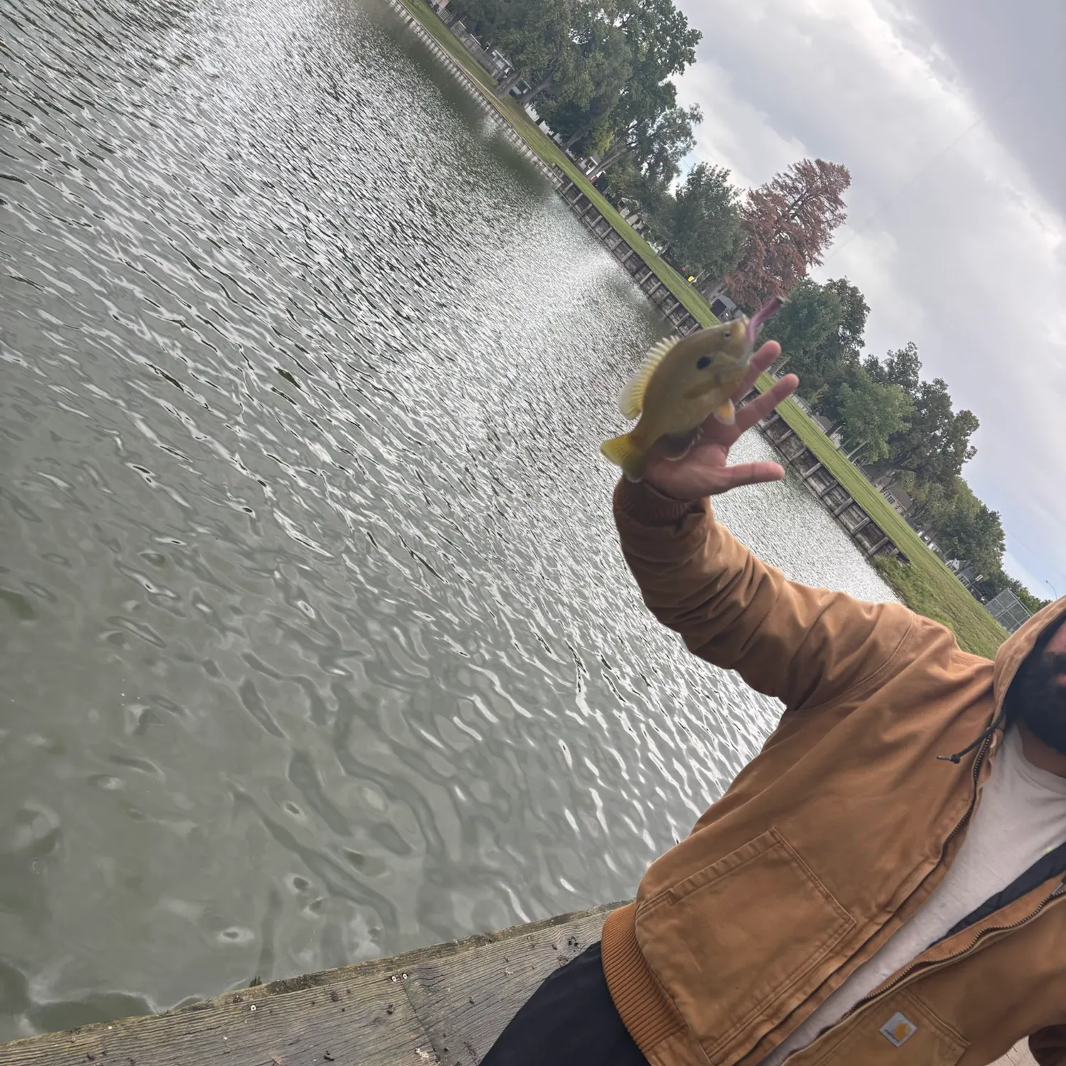 Green sunfish caught on Fishbrain
