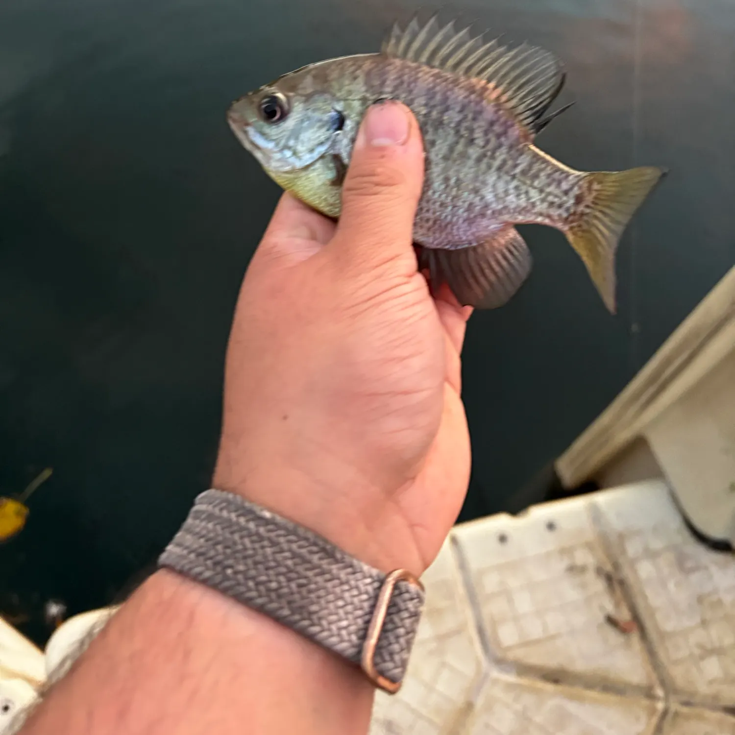 Bluegill caught on Fishbrain