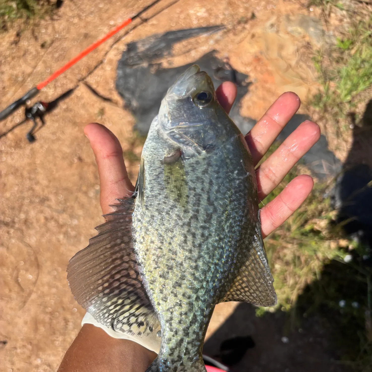 Black crappie caught on Fishbrain