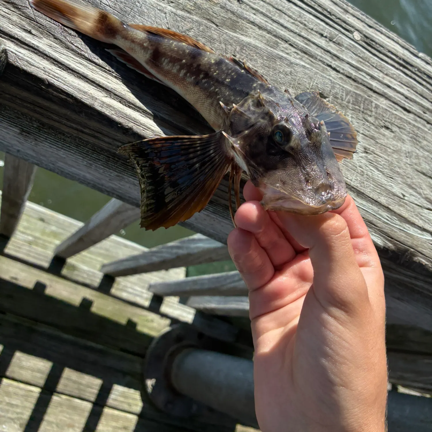The most recent Bighead searobin catches on Fishbrain