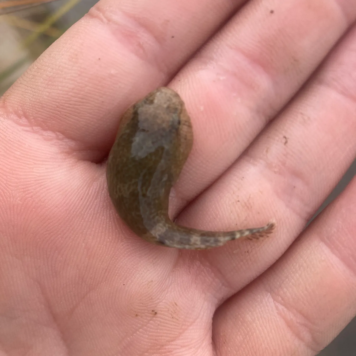 The most recent Northern clingfish catches on Fishbrain