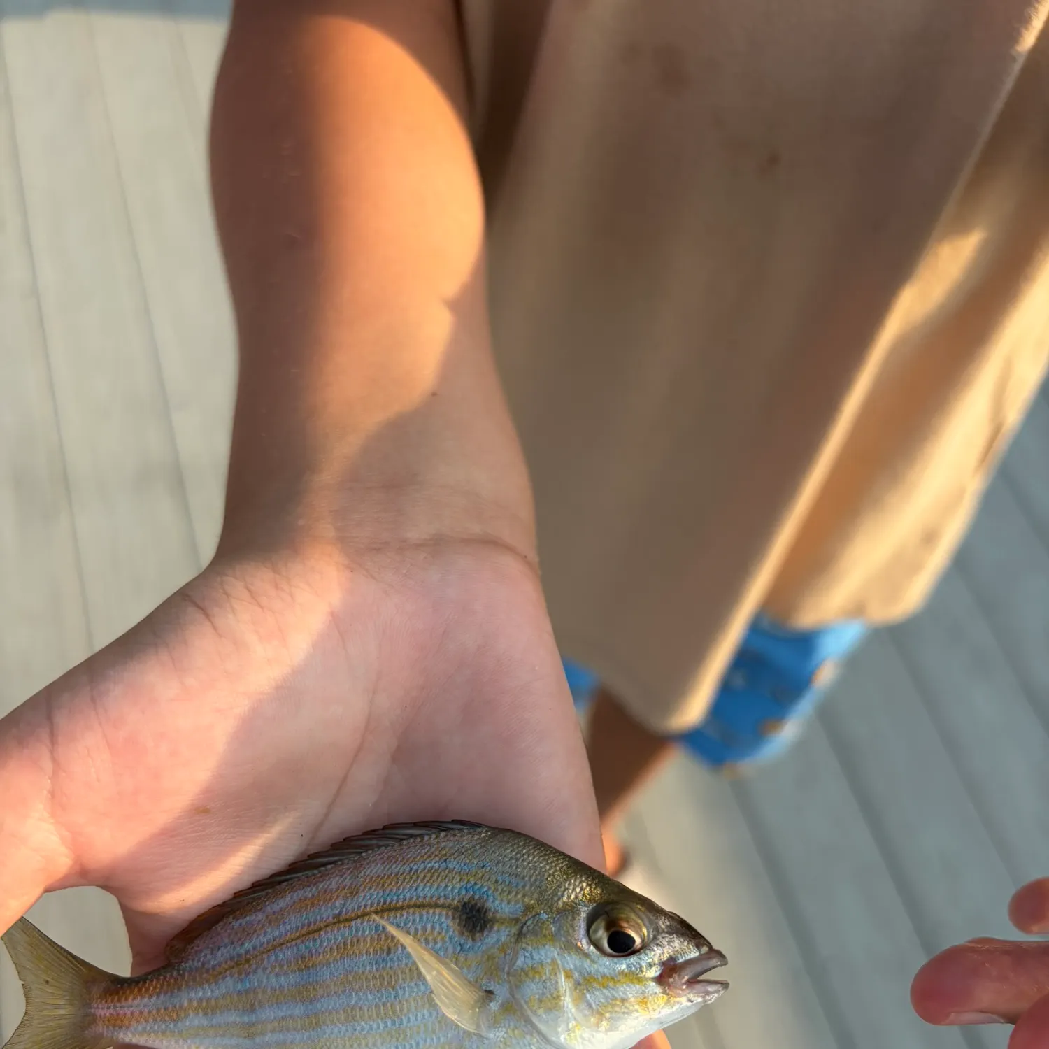 Pinfish caught on Fishbrain