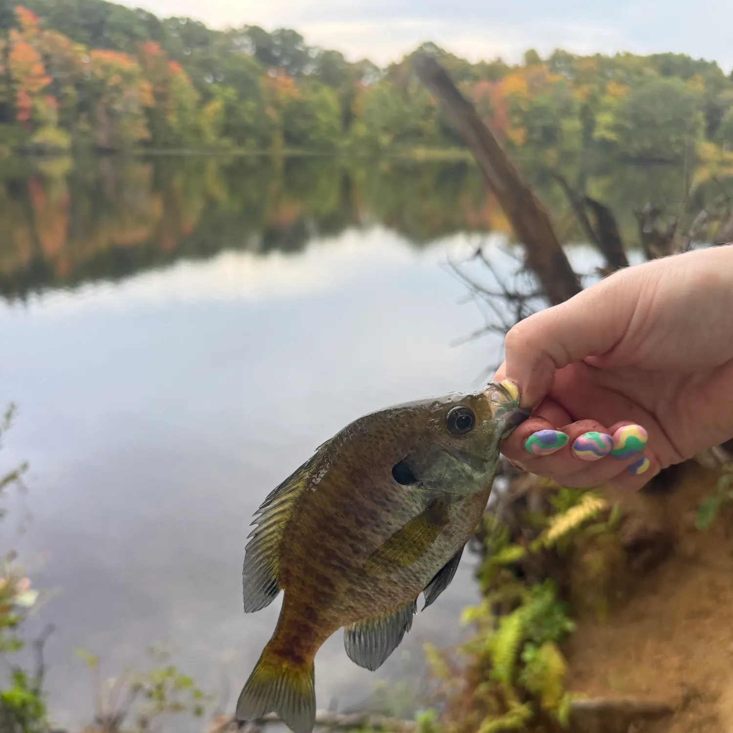 Bluegill caught on Fishbrain