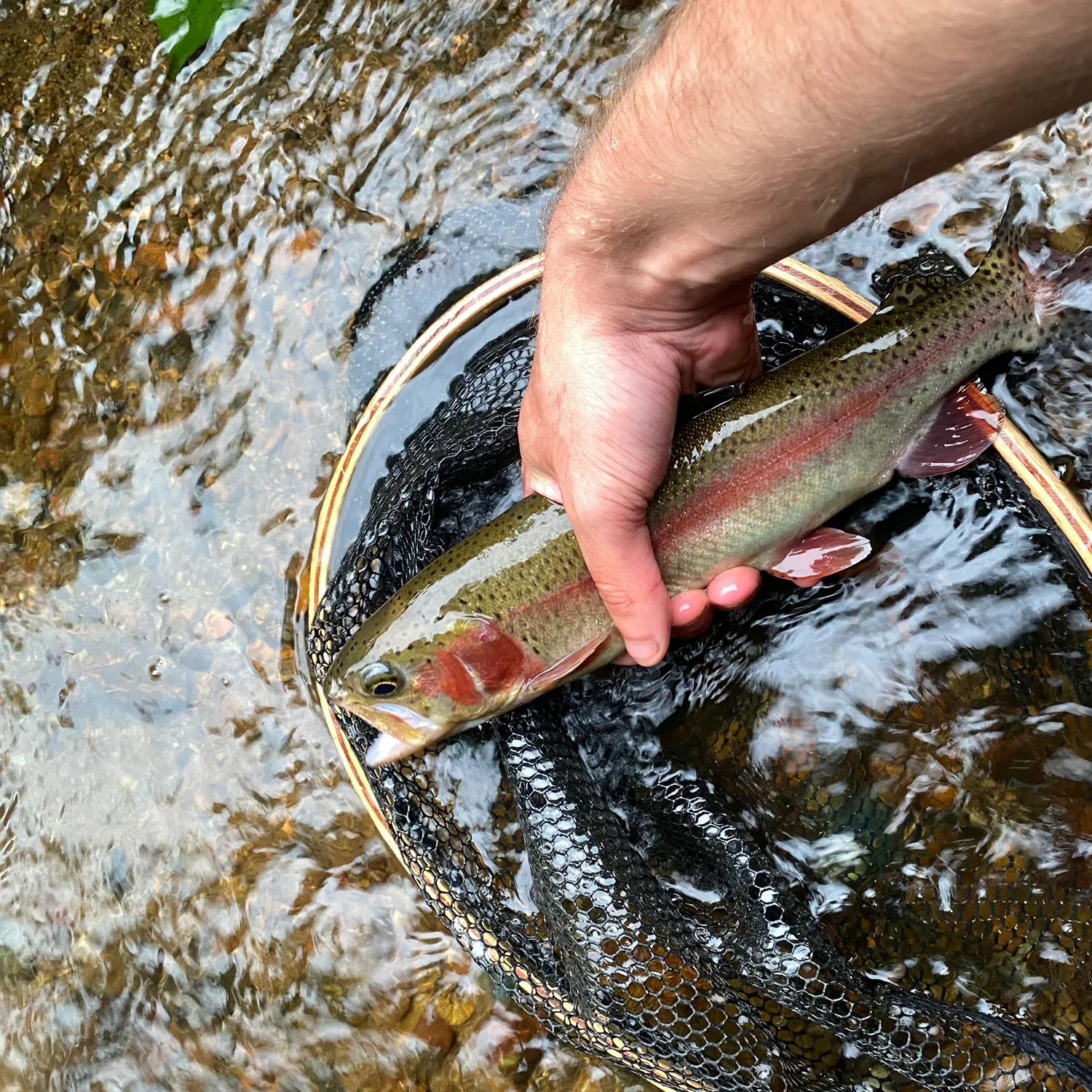 Rainbow trout caught on Fishbrain