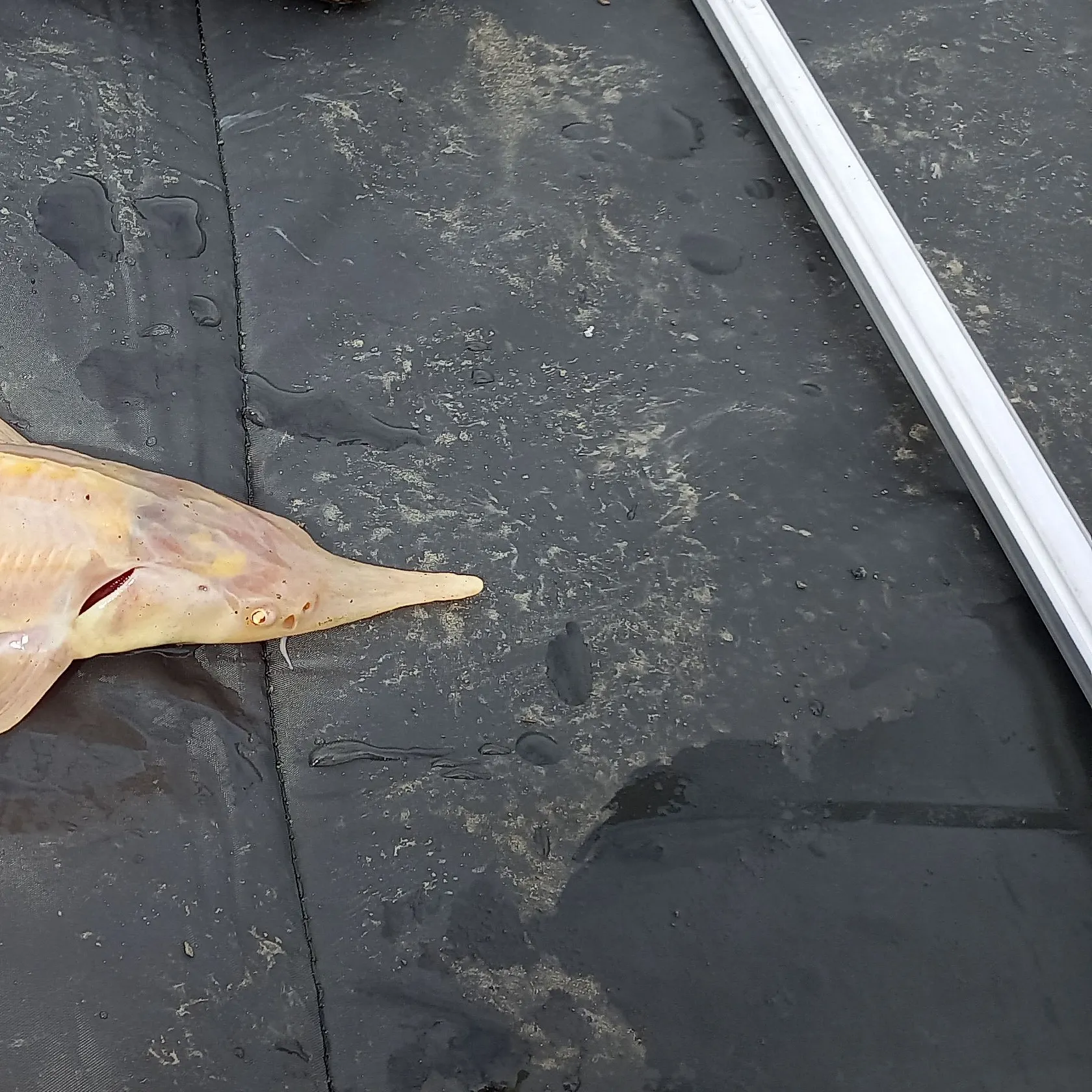 Sterlet caught on Fishbrain