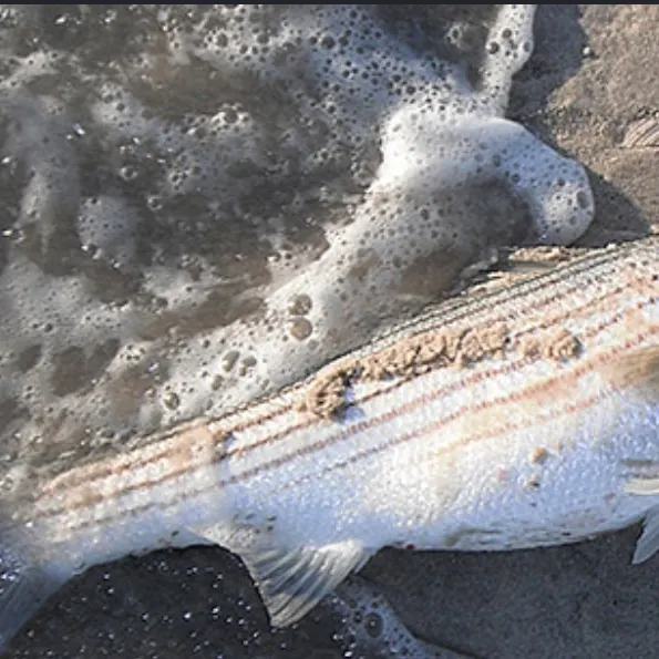 Striped bass caught on Fishbrain