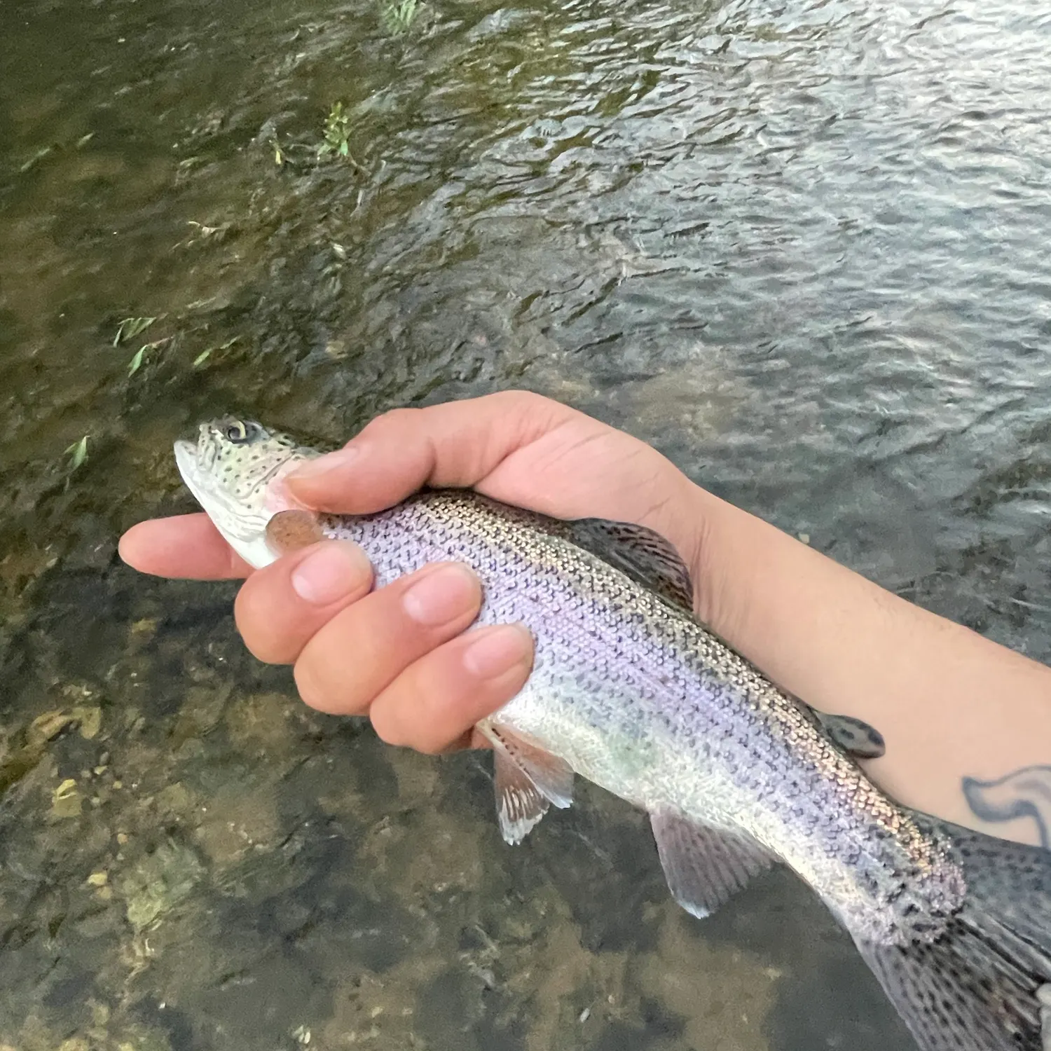 Rainbow trout caught on Fishbrain