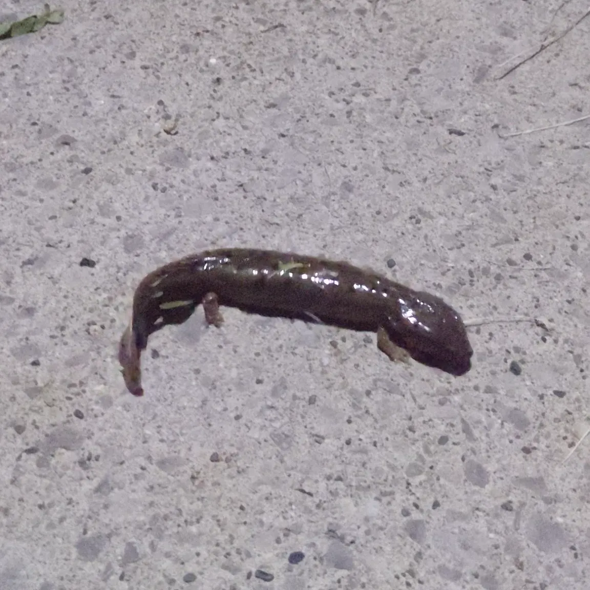 The most recent Common mudpuppy catches on Fishbrain