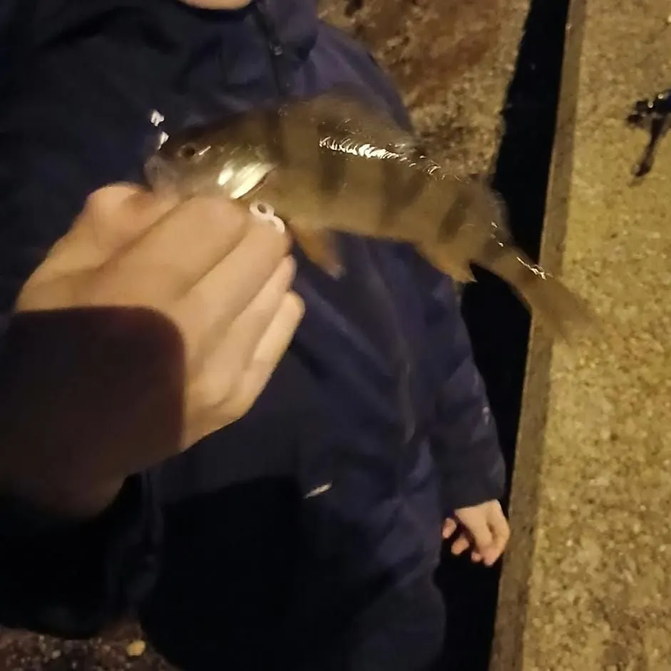 European perch caught on Fishbrain