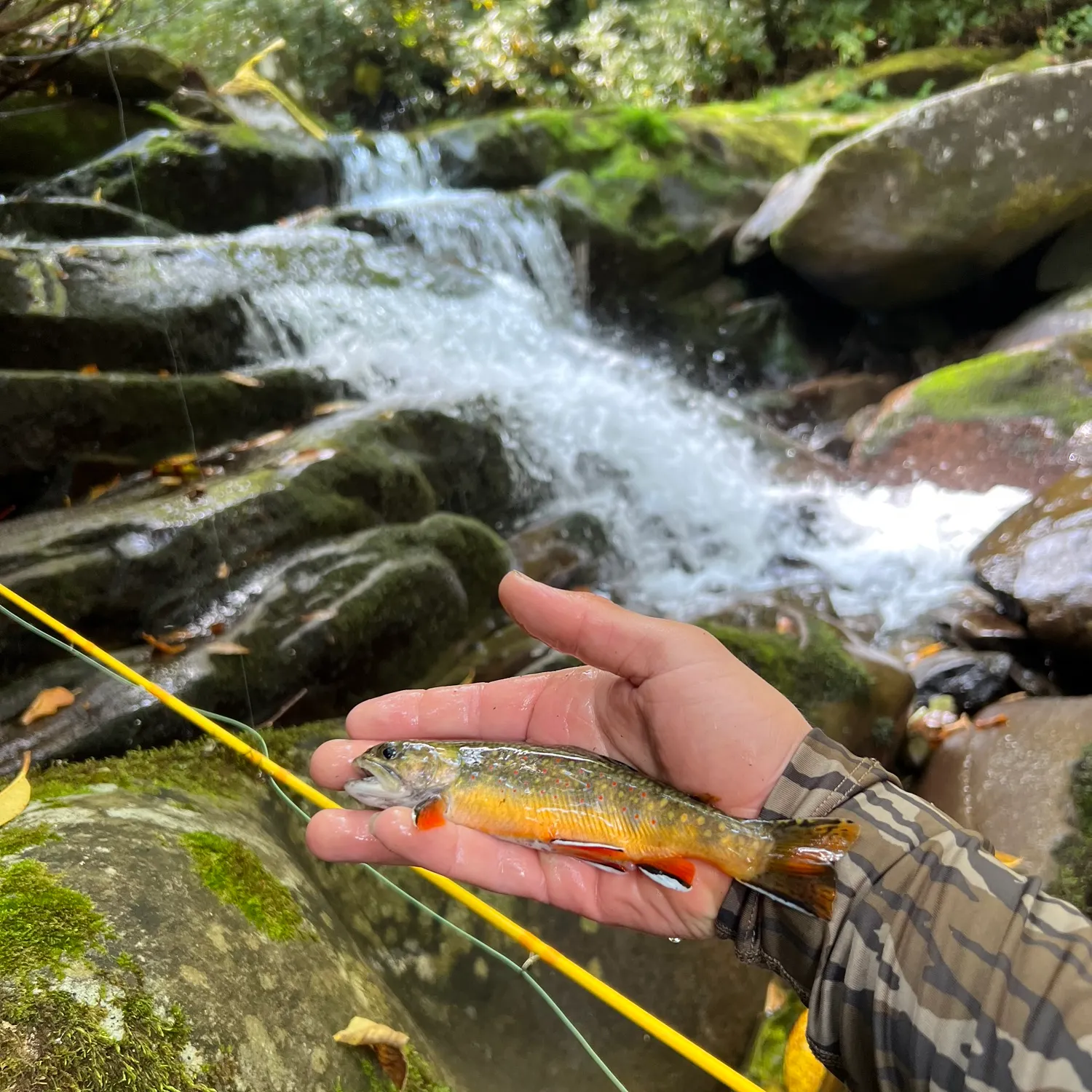 Brook trout caught on Fishbrain
