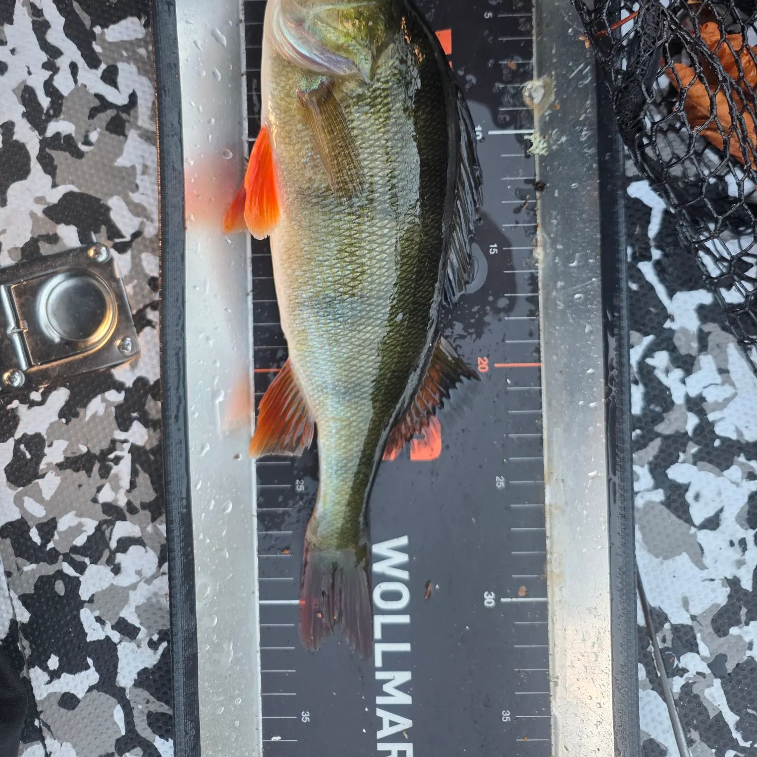 European perch caught on Fishbrain