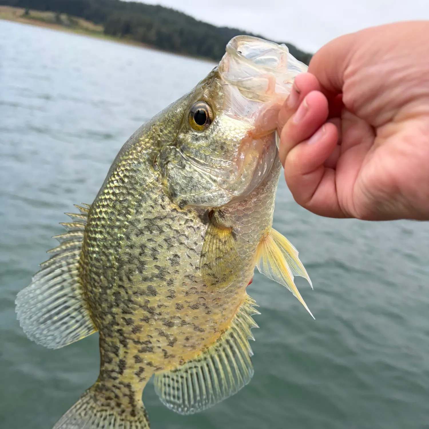 Black crappie caught on Fishbrain