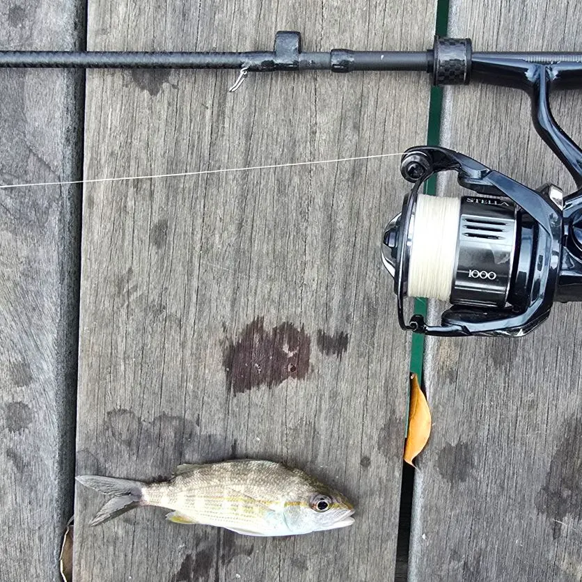 The most recent Tomtate grunt catches on Fishbrain