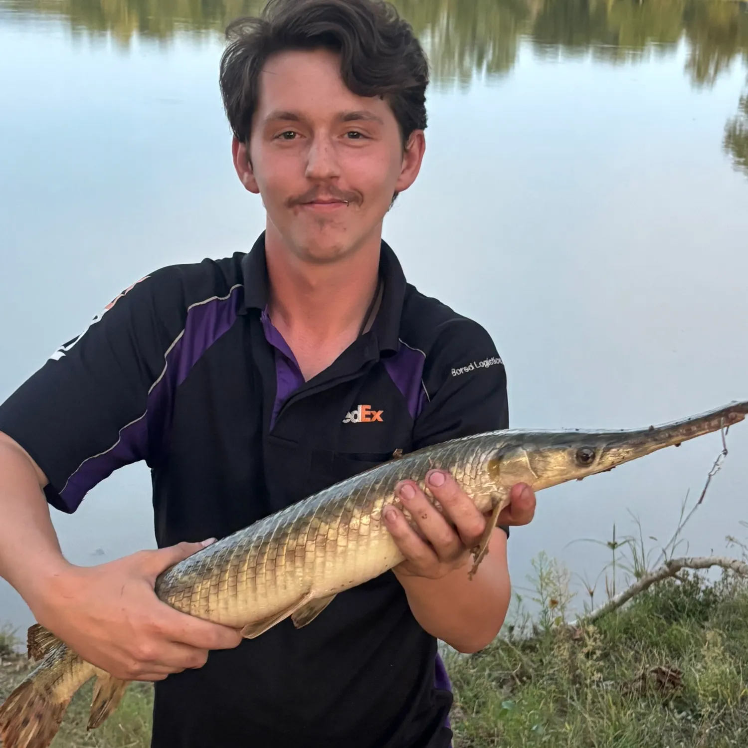 Longnose gar caught on Fishbrain
