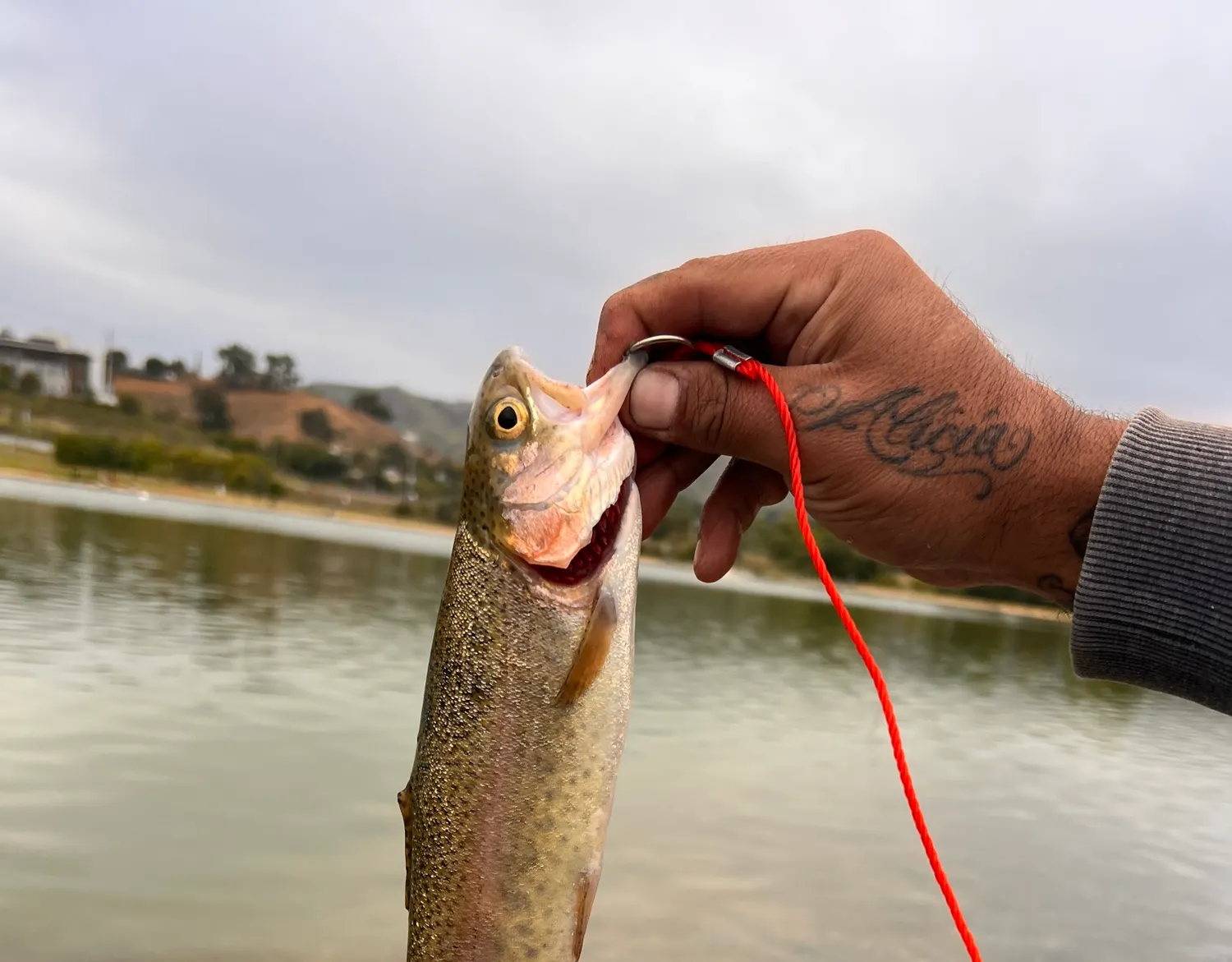 catch in map area