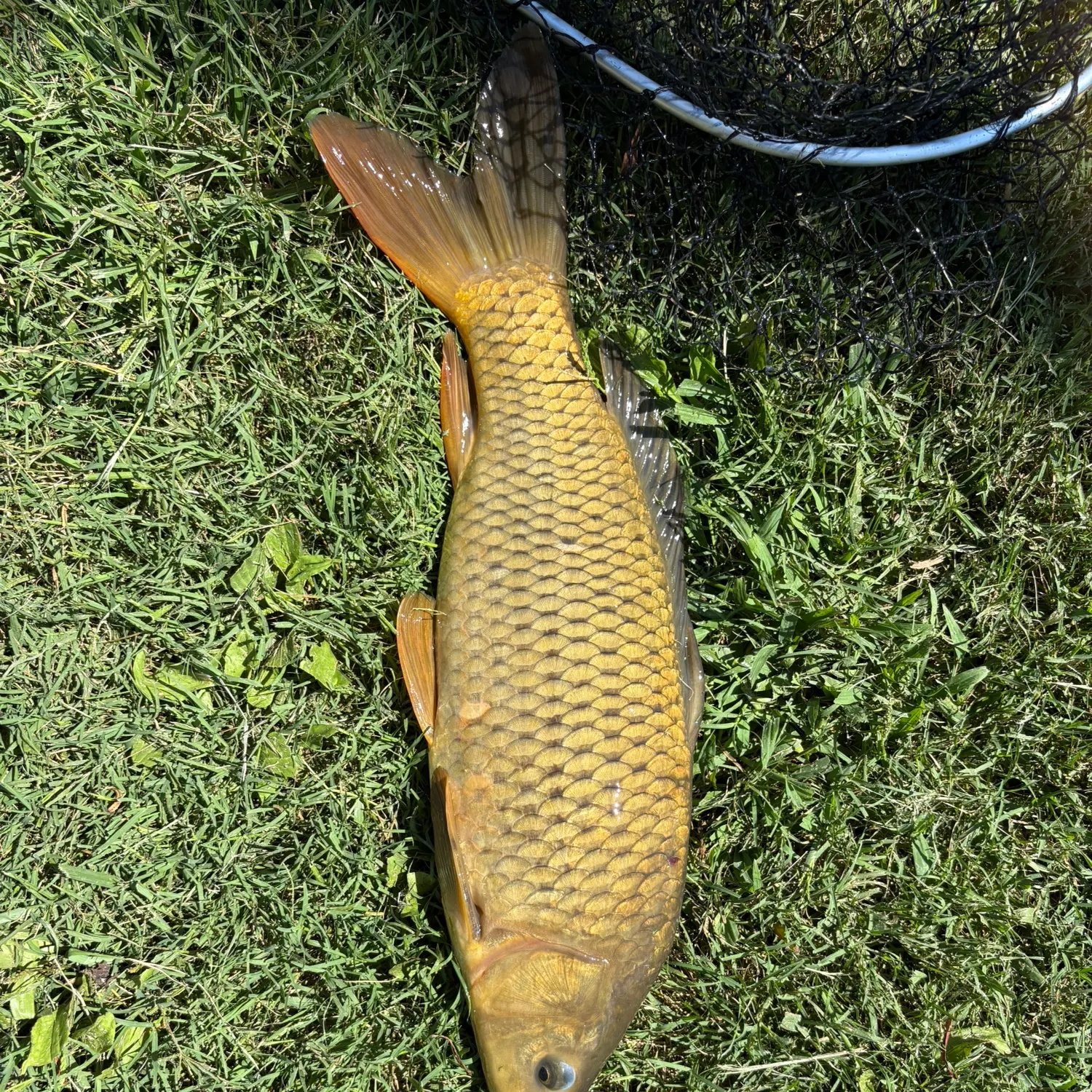 Common carp caught on Fishbrain