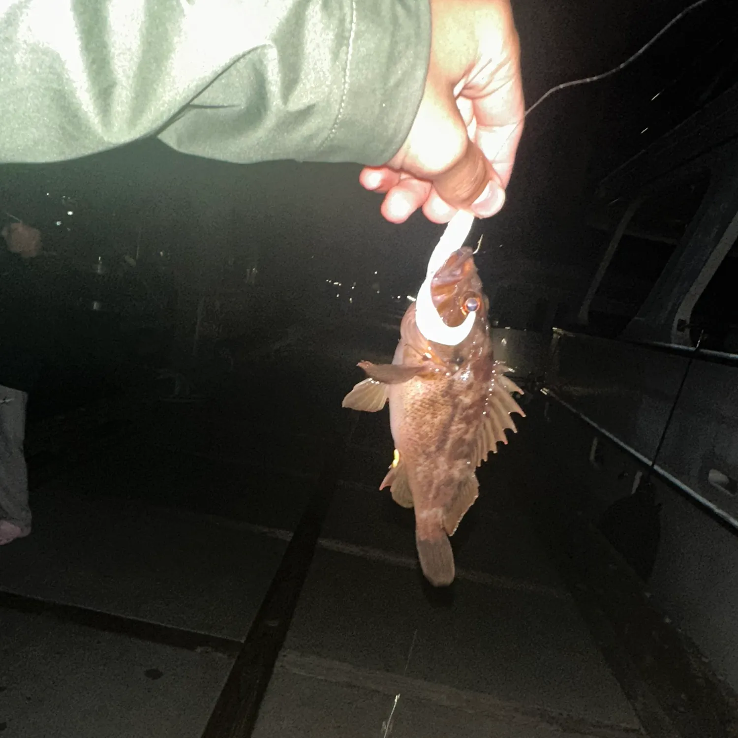 Copper rockfish caught on Fishbrain