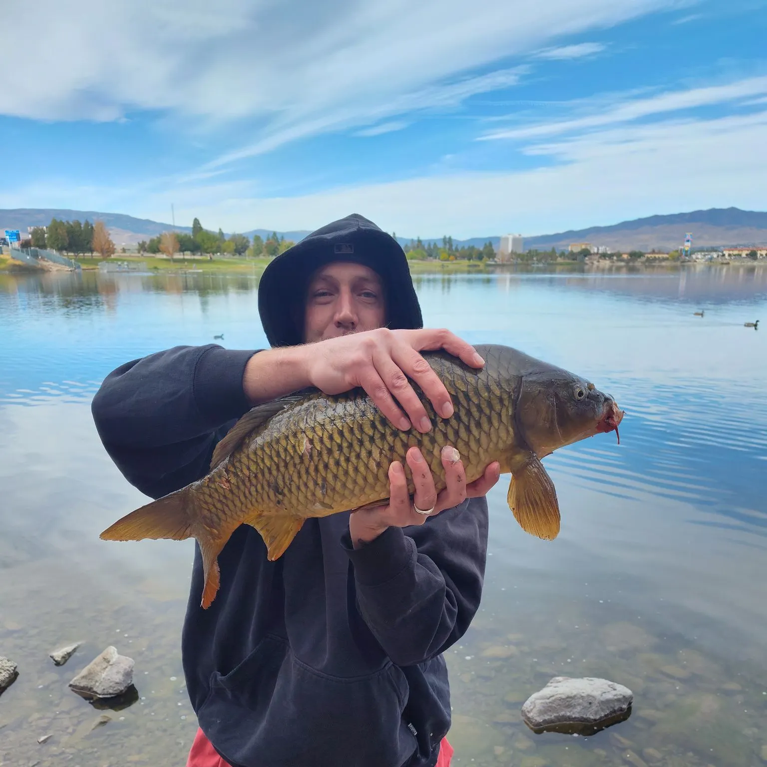 Common carp caught on Fishbrain