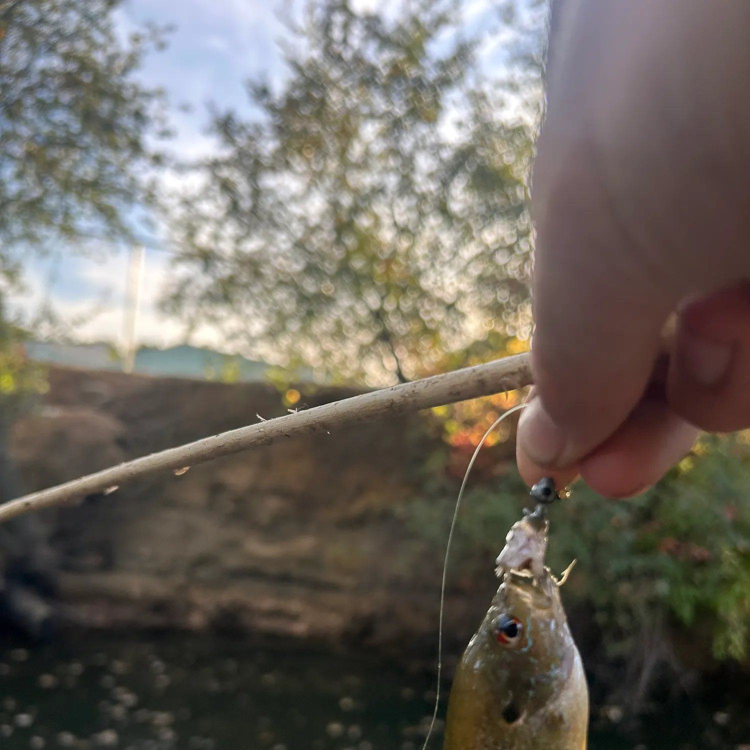 Fish caught on Fishbrain
