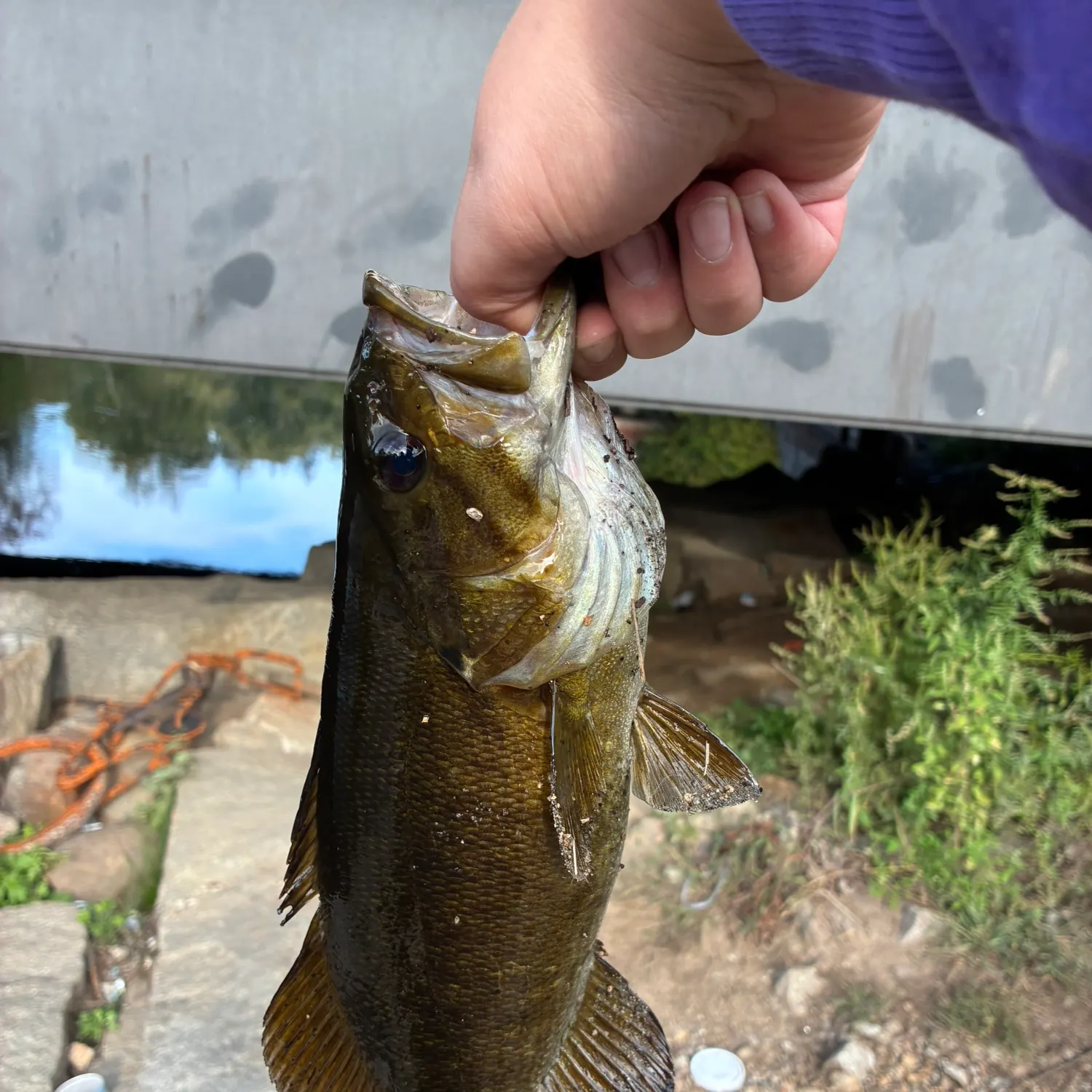 Smallmouth bass caught on Fishbrain