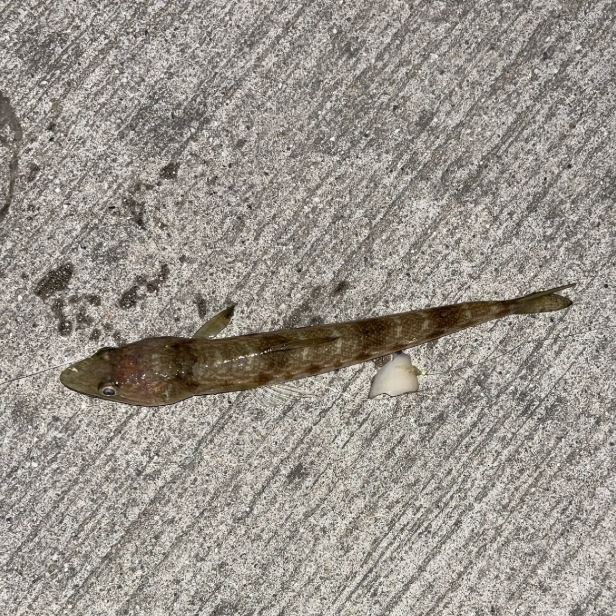 The most recent Red lizard fish catches on Fishbrain