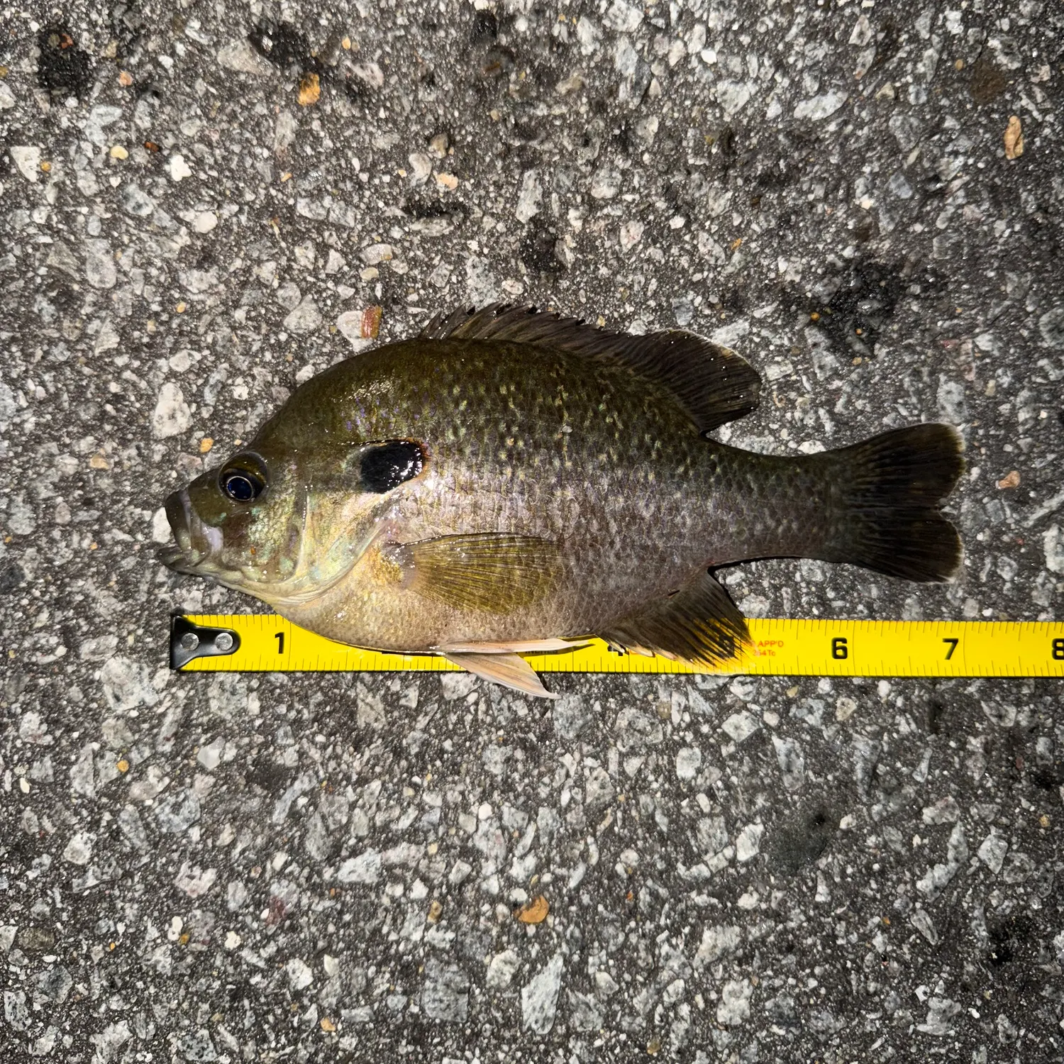 Greengill hybrid caught on Fishbrain
