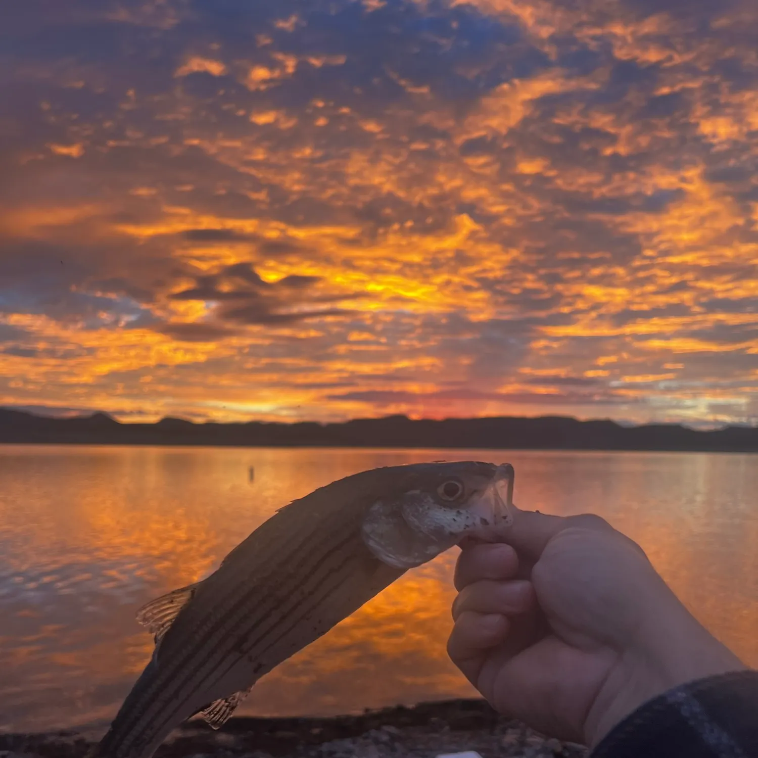 Striped bass caught on Fishbrain