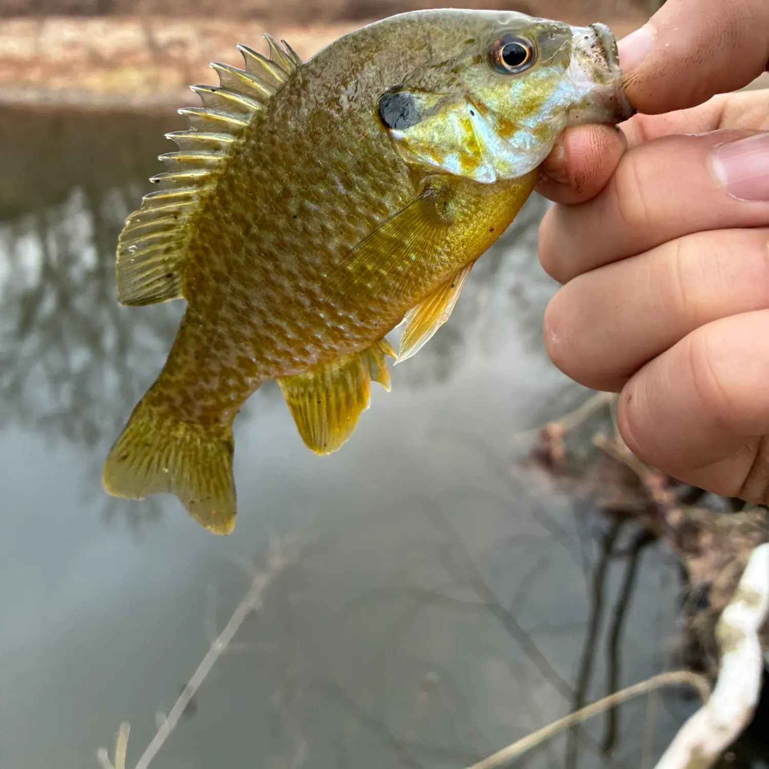 The most recent Greengill hybrid catches on Fishbrain