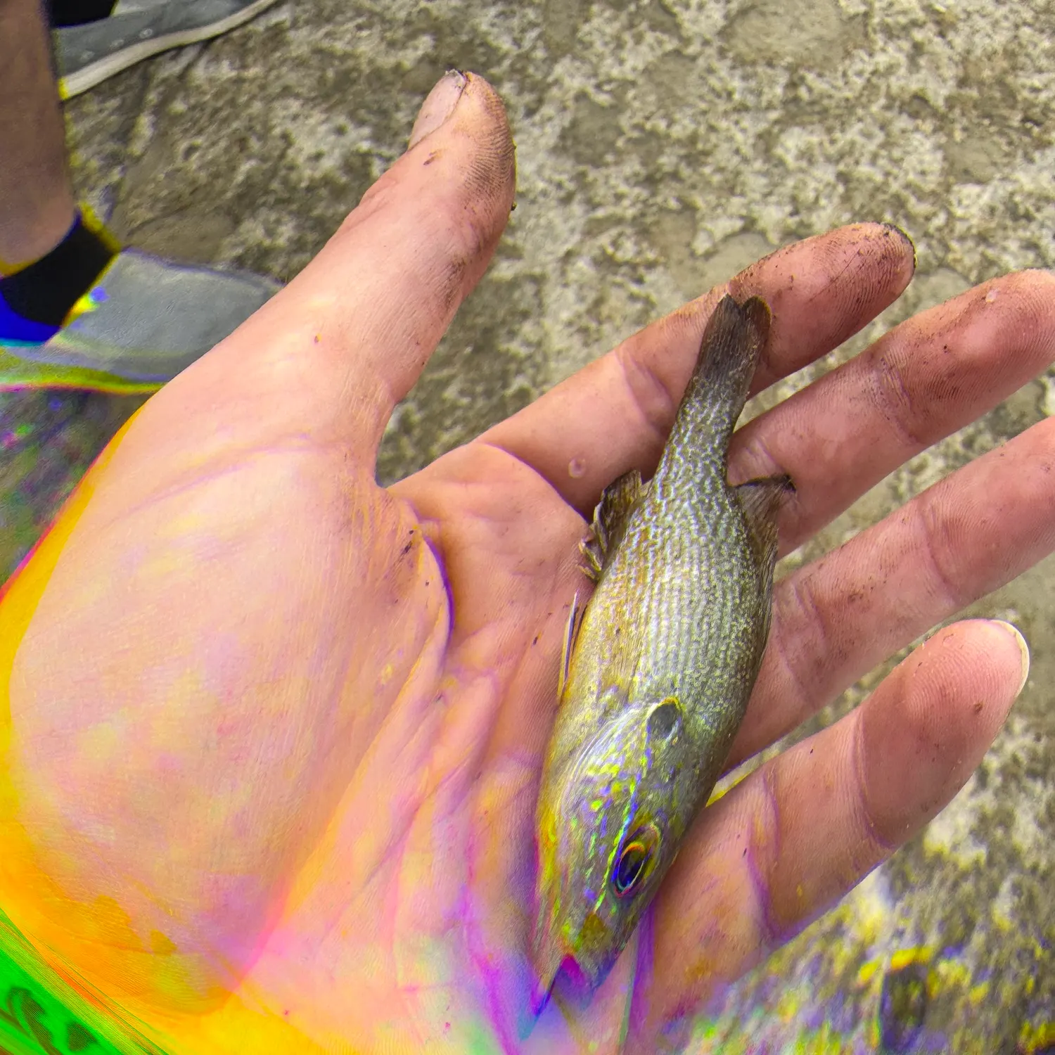Green sunfish caught on Fishbrain