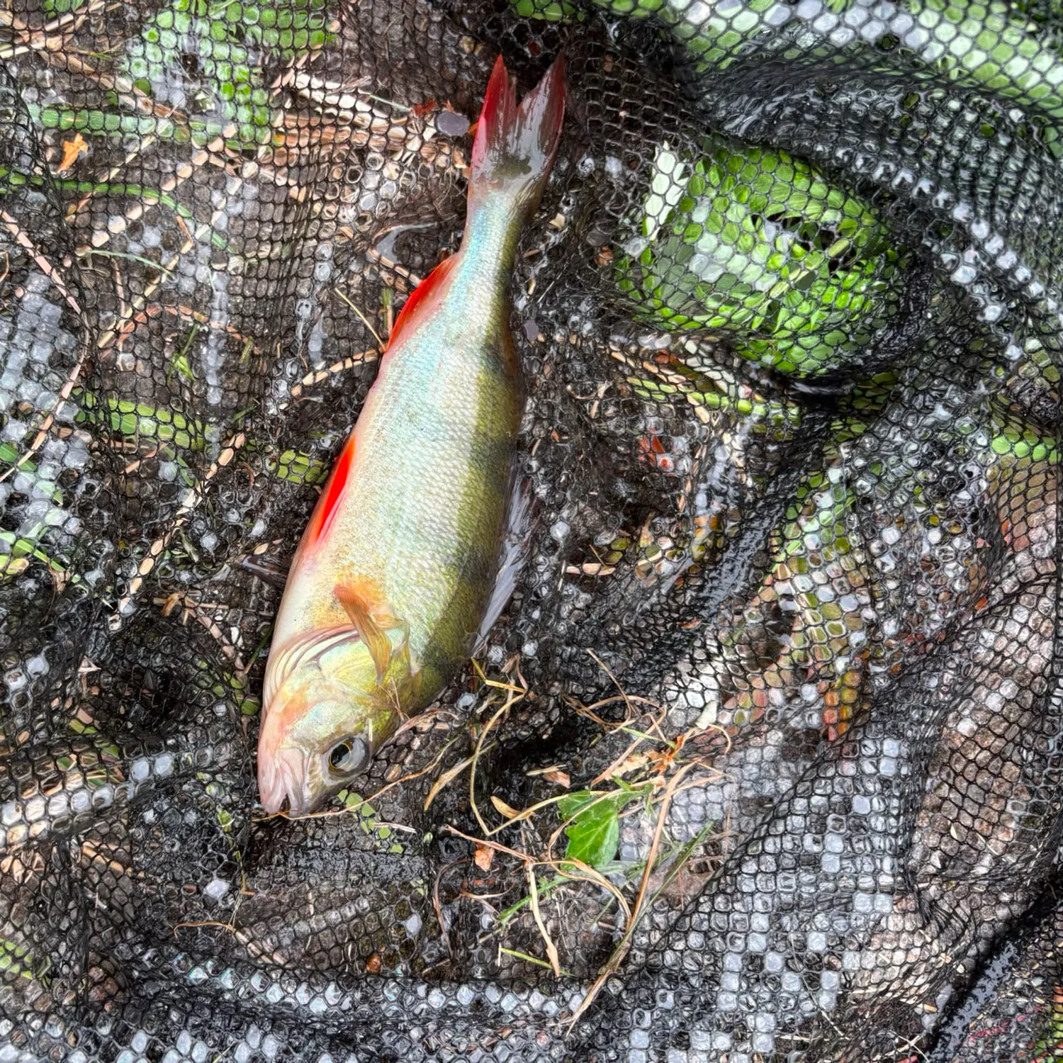 European perch caught on Fishbrain