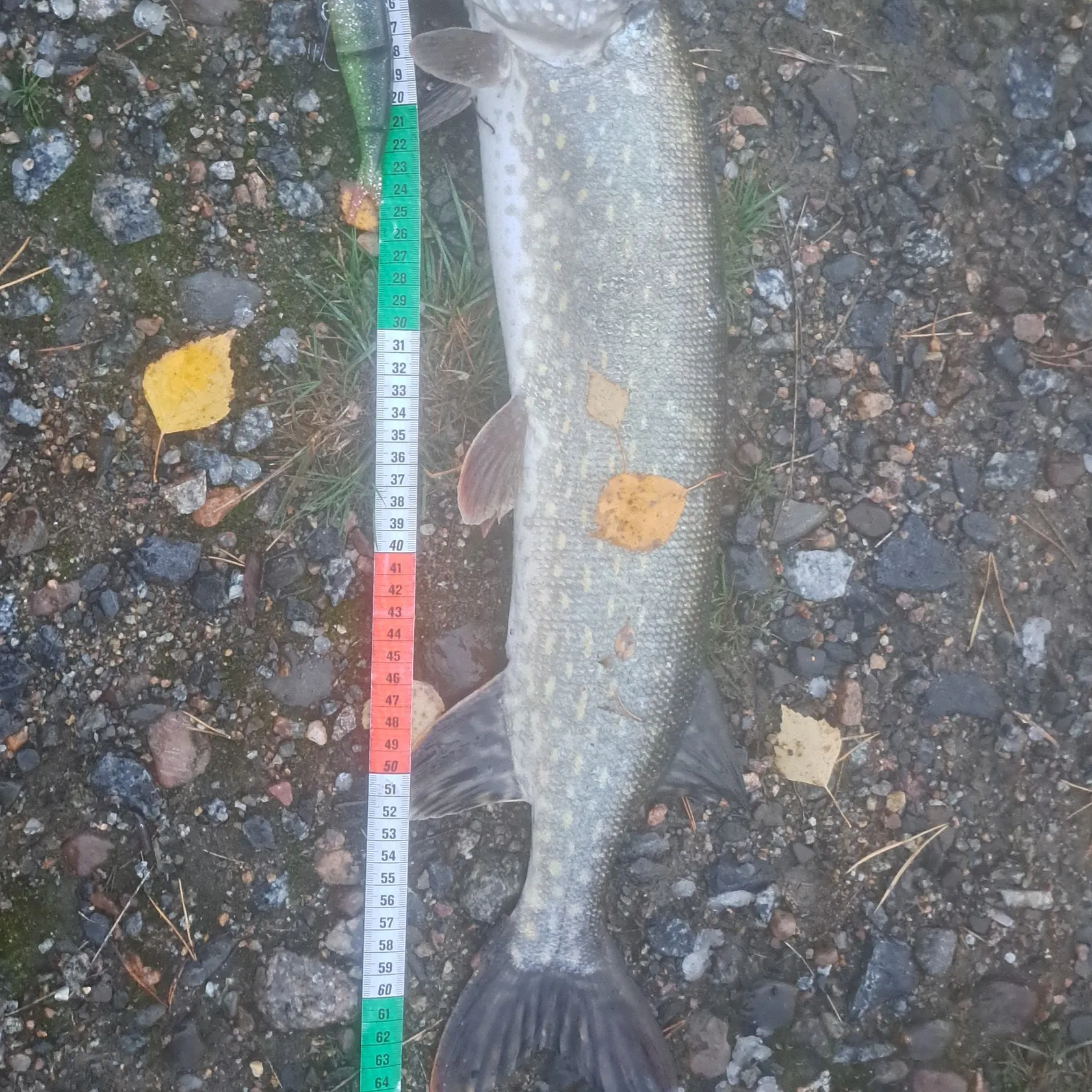 Northern pike caught on Fishbrain
