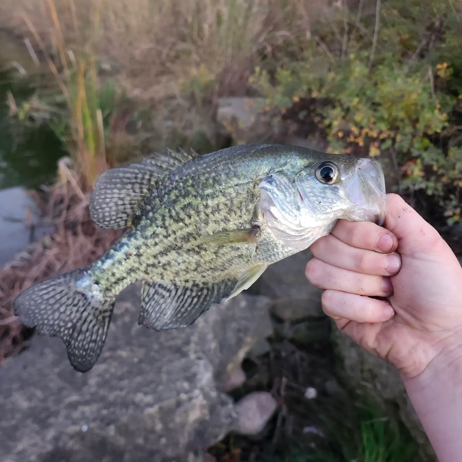 Black crappie caught on Fishbrain