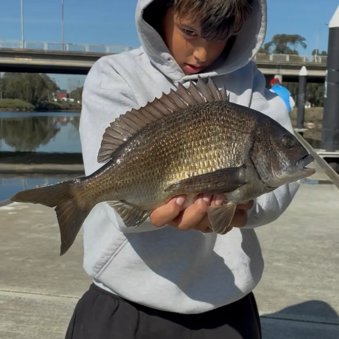 Southern black bream caught on Fishbrain